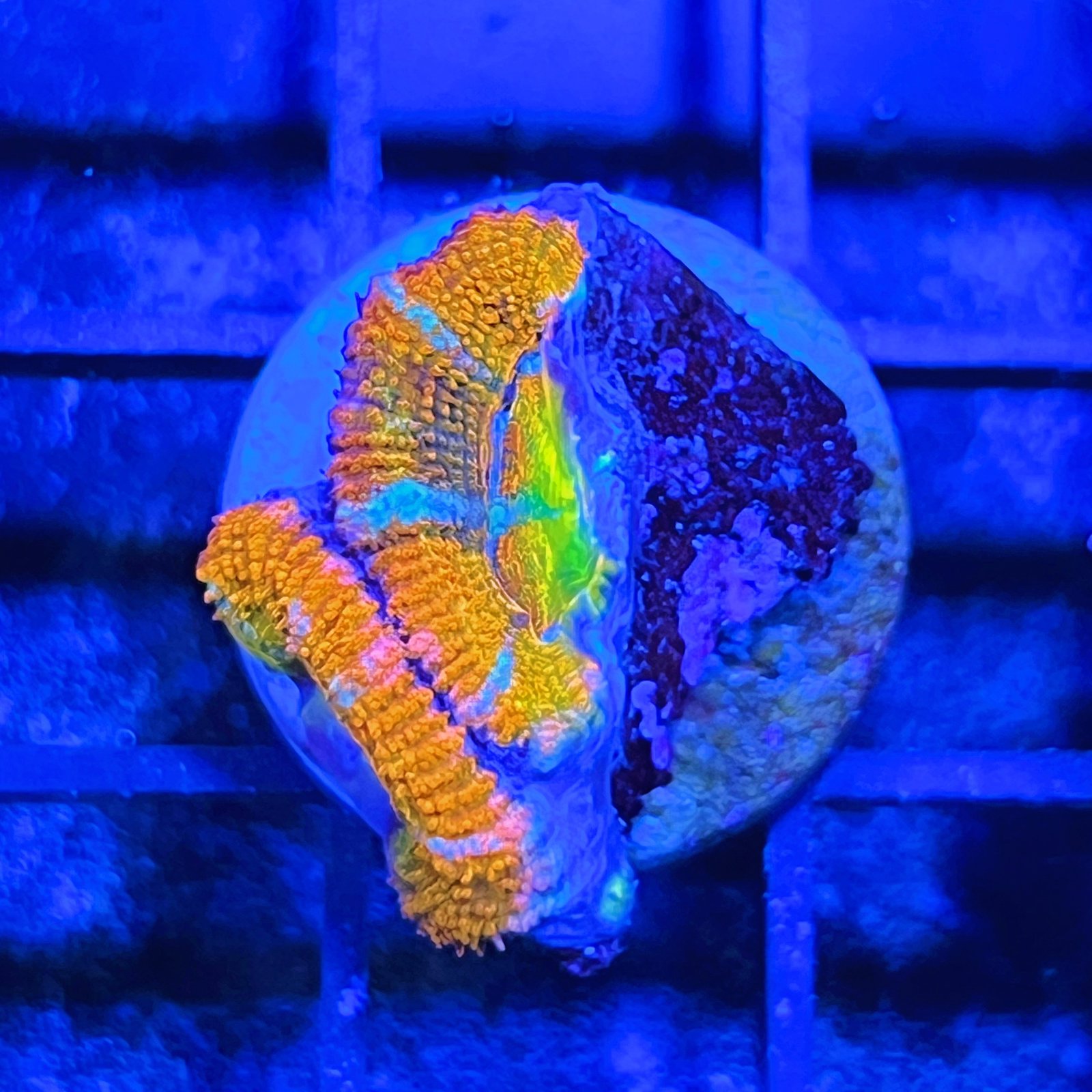 Acanthastrea Lordhowensis Rainbow