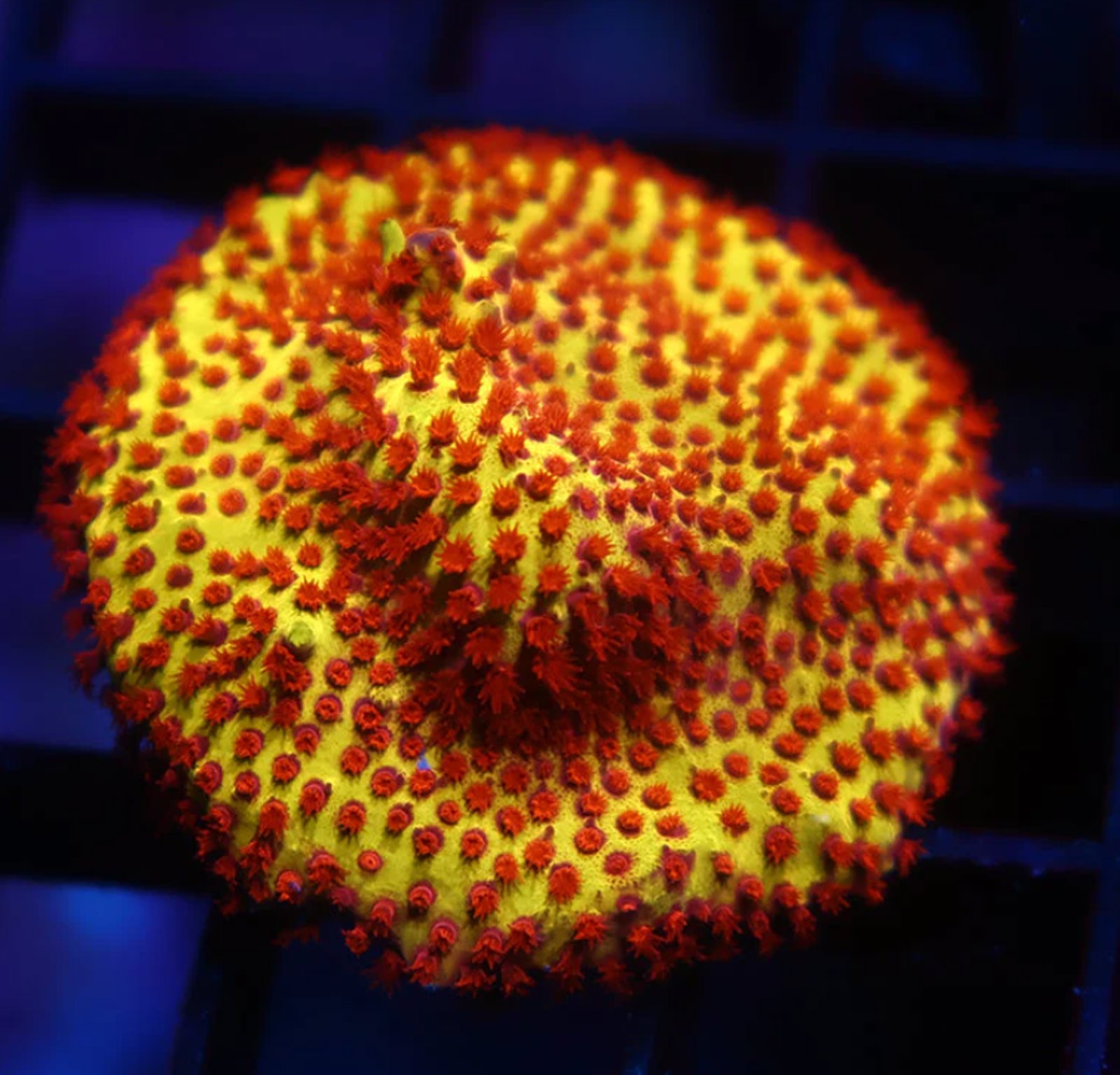 Burning Banana Stylocoeniella