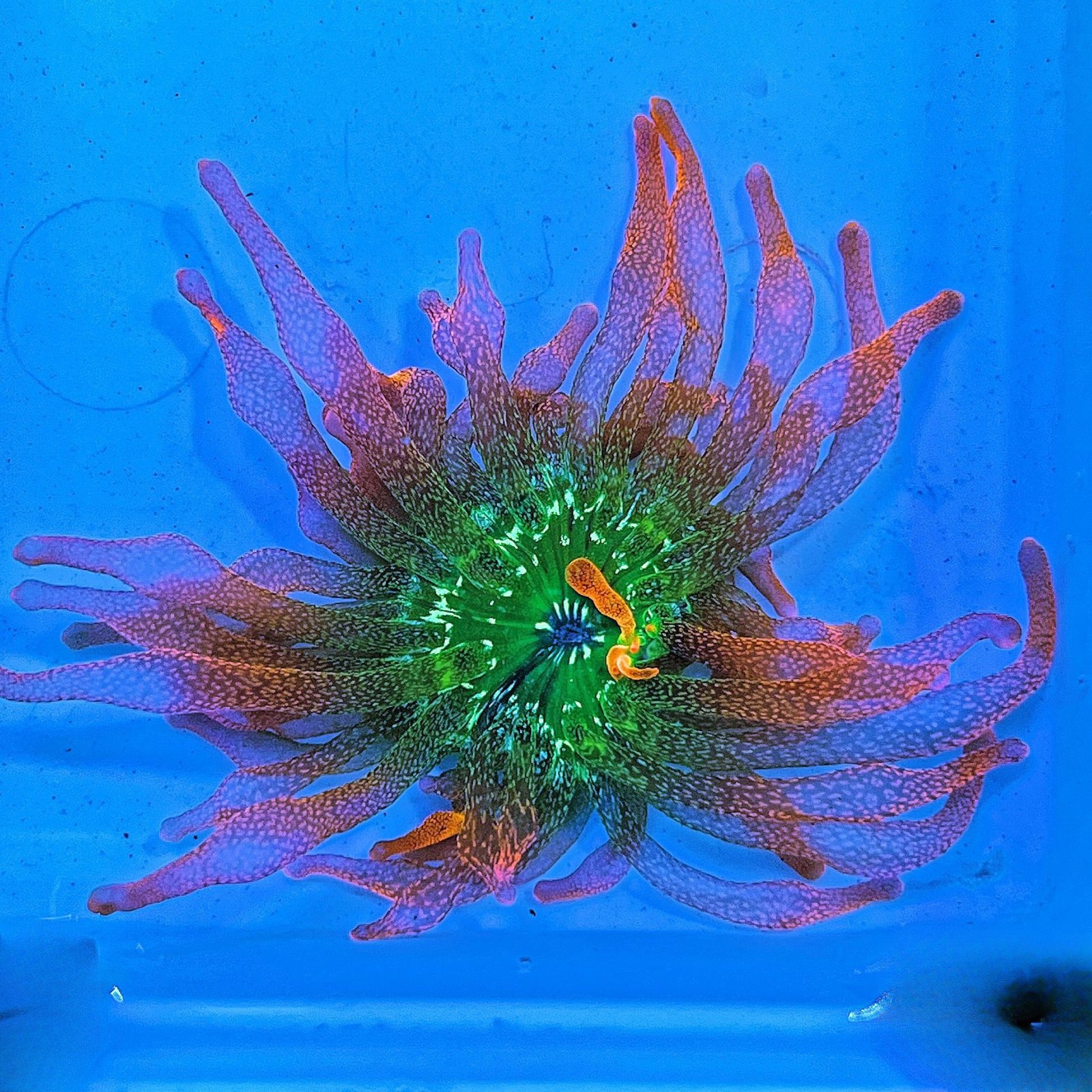 Anémona Quadricolor (CH-MD)