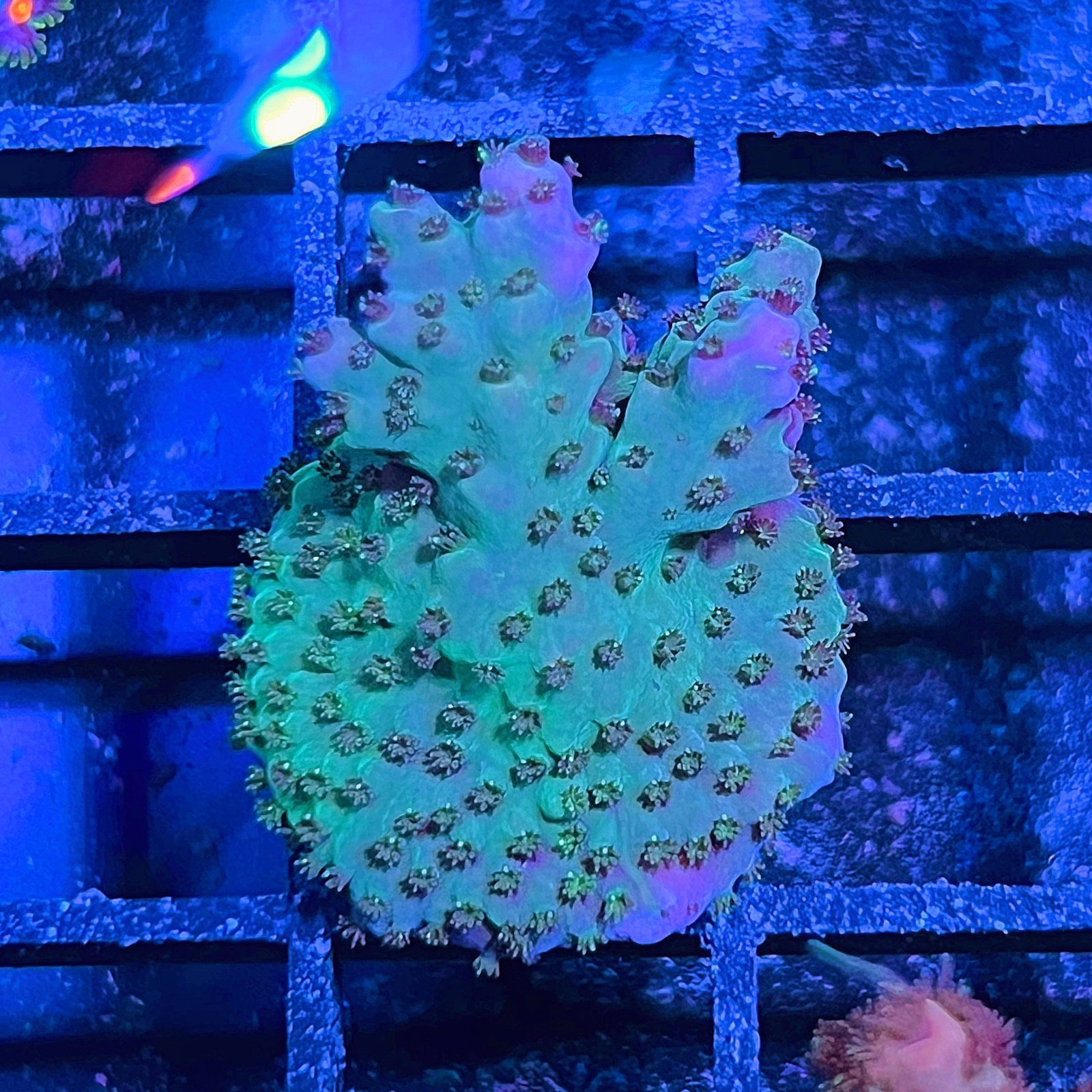 Acropora