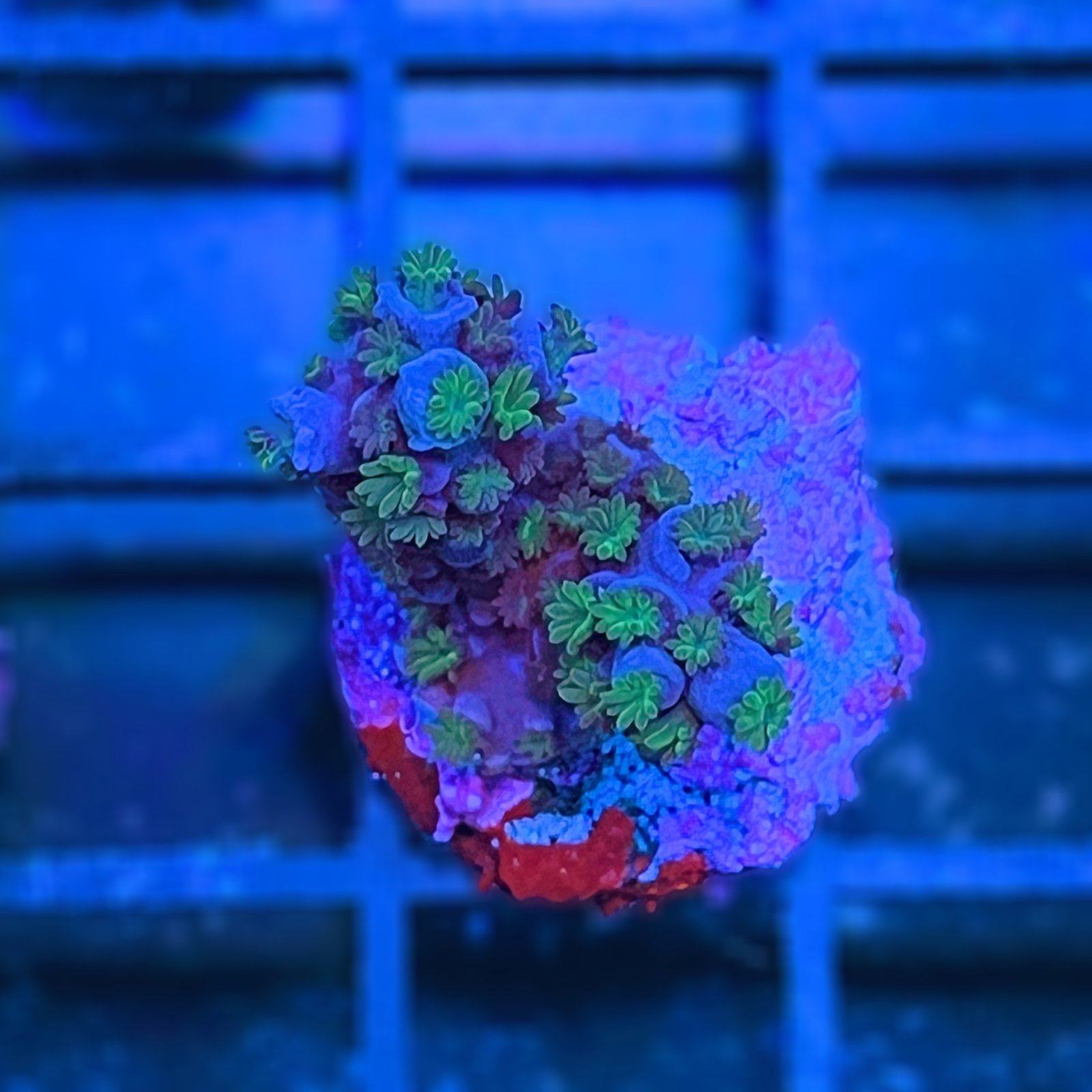 Acropora