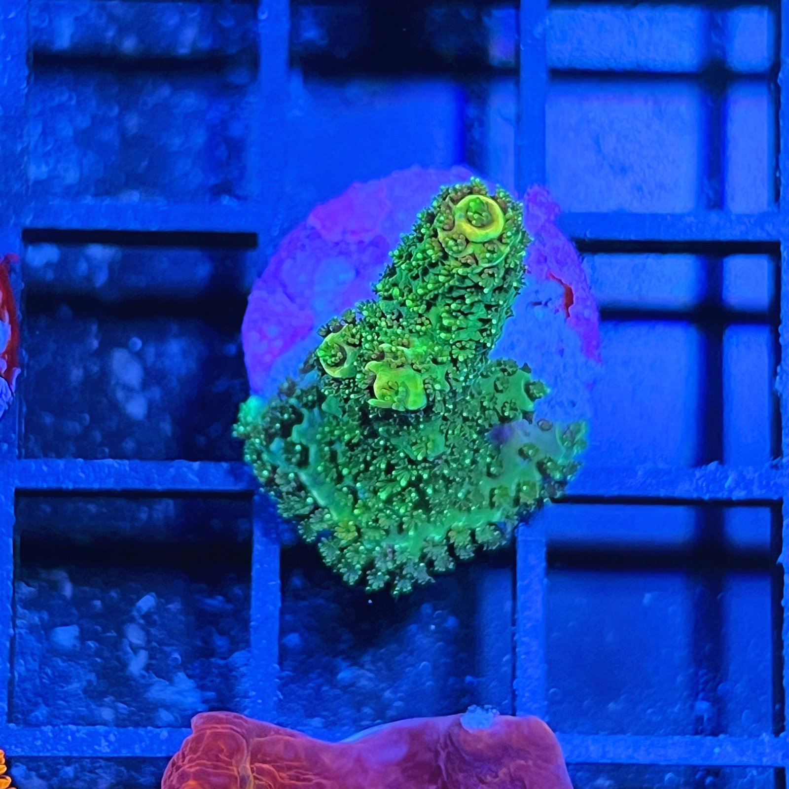 Acropora