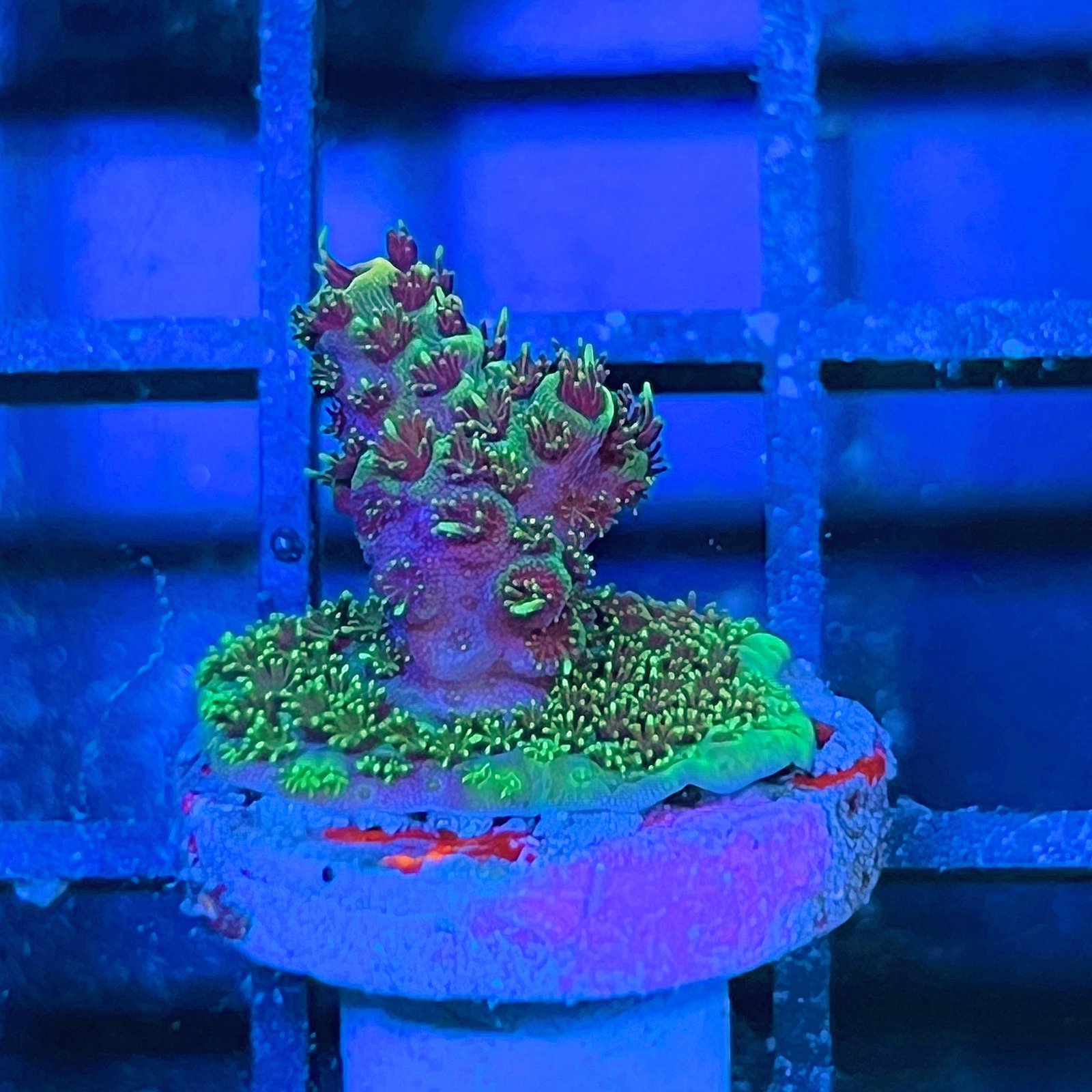 Acropora