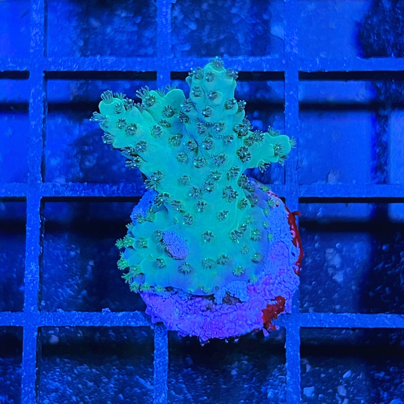 Acropora