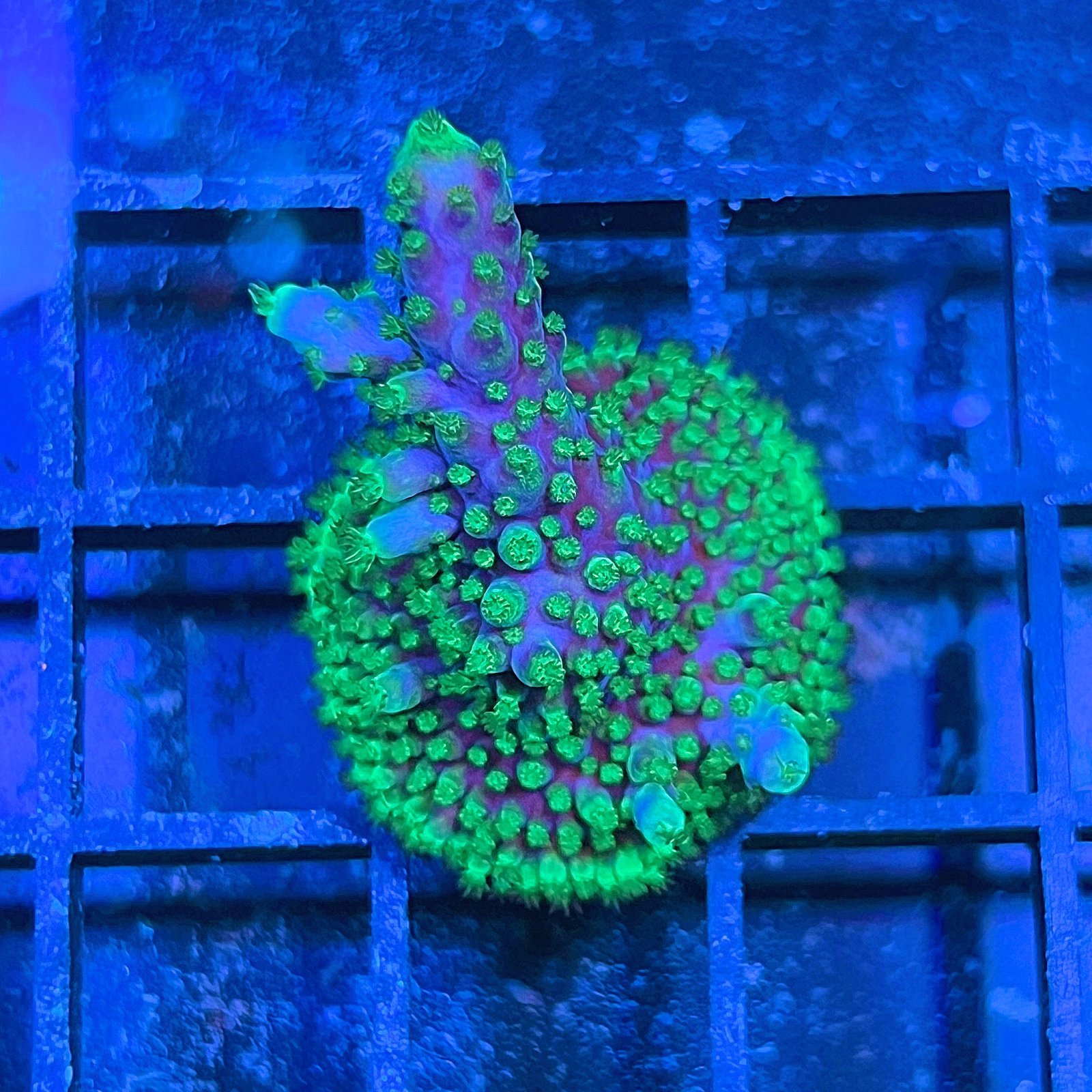 Acropora