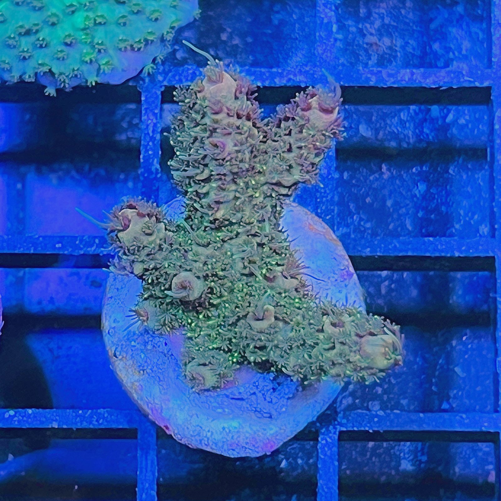 Acropora