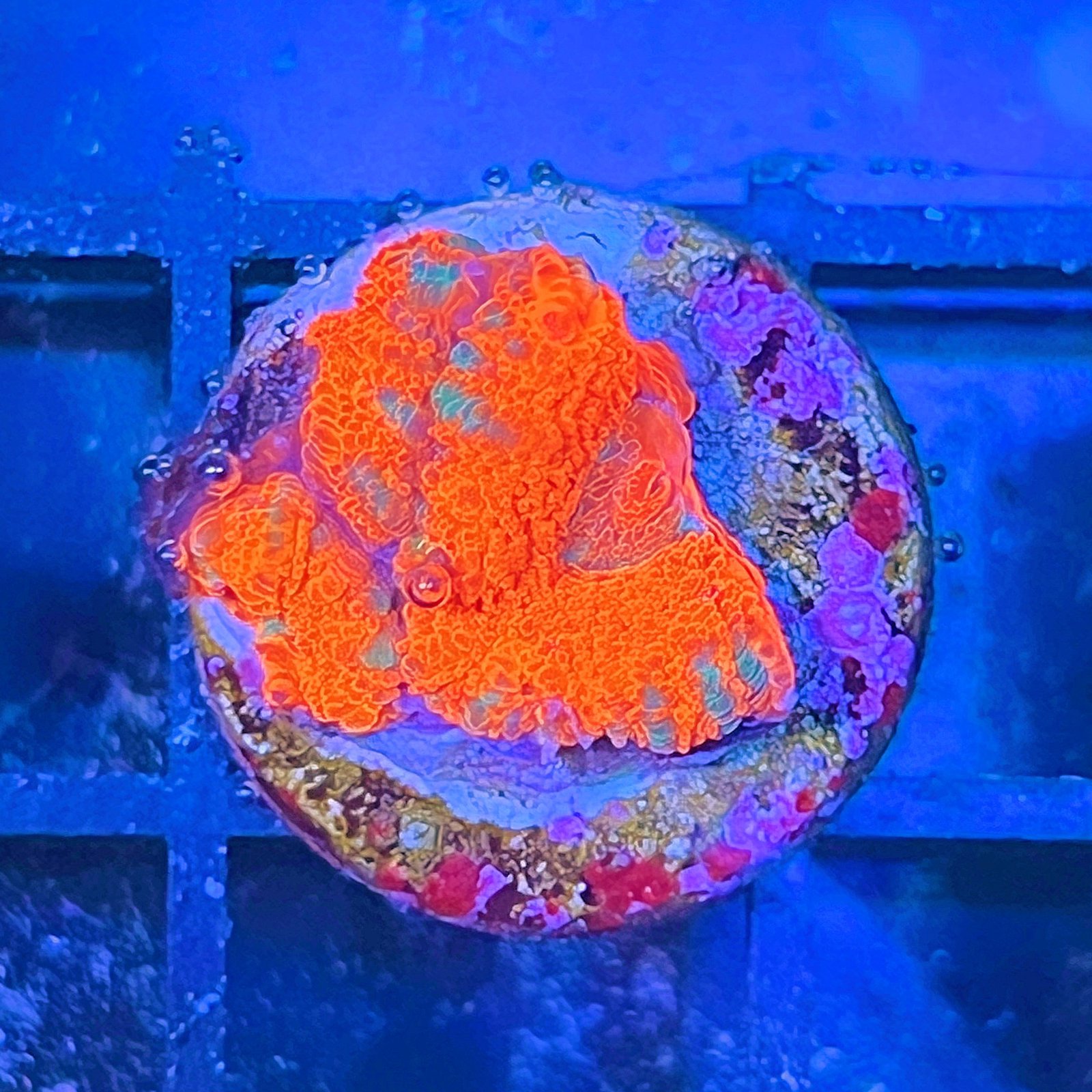 Acanthastrea Lordhowensis Ultra