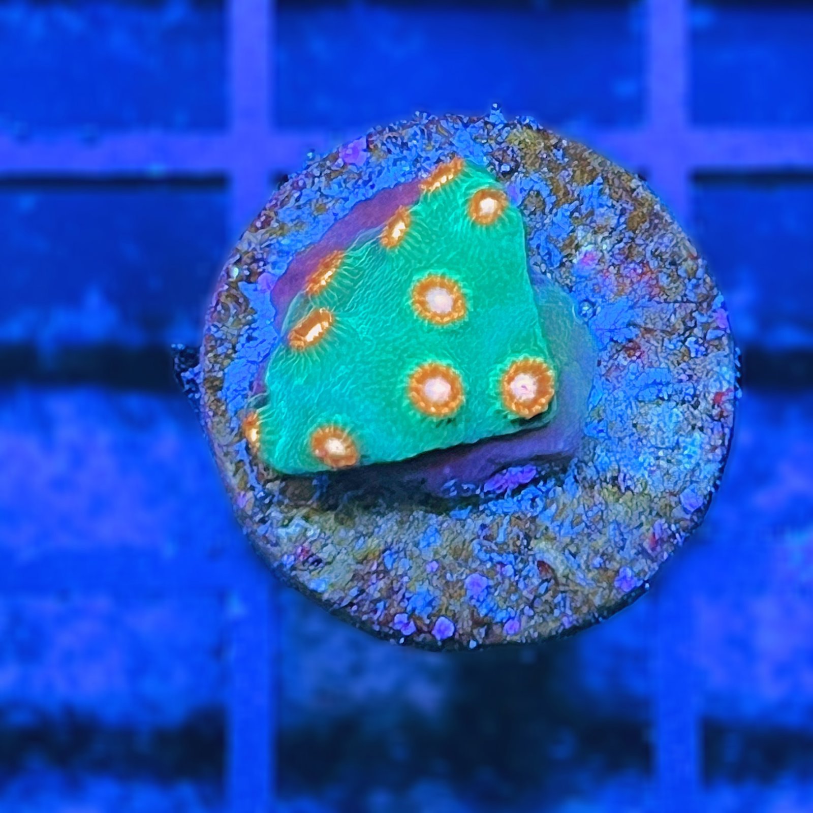 WWC Jingle Bells Cyphastrea