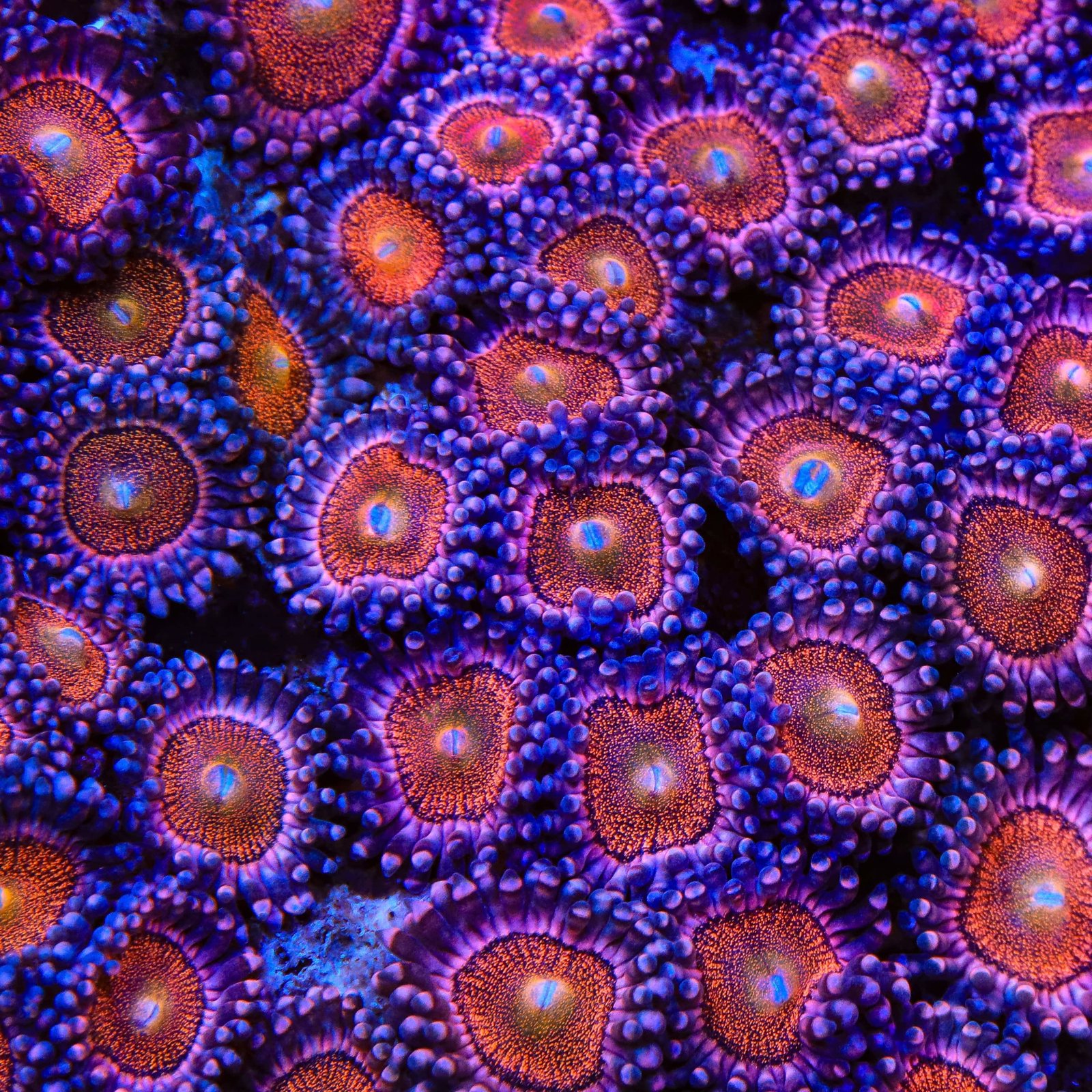 Mohawk Zoas