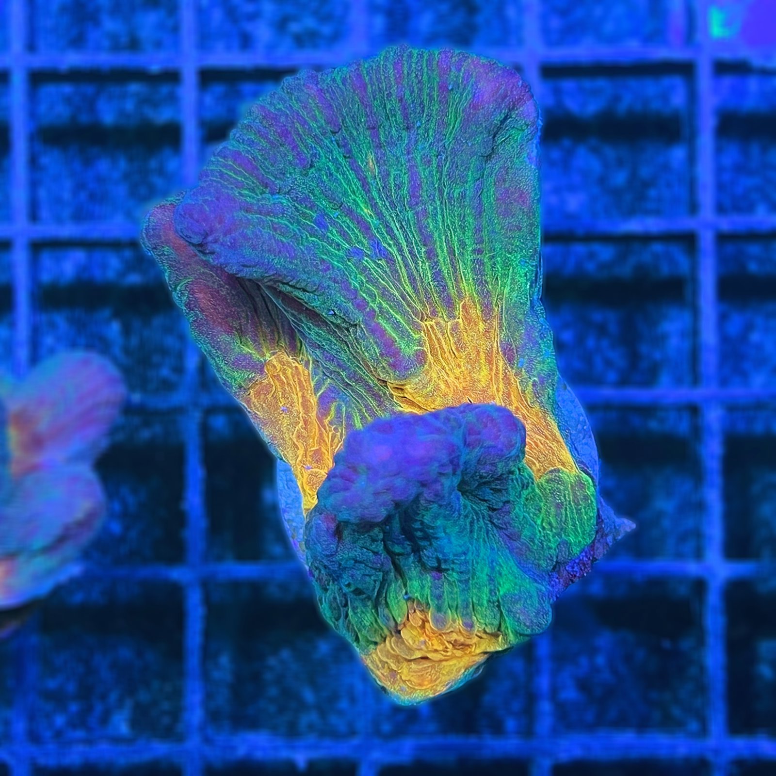 Pectinia Rainbow