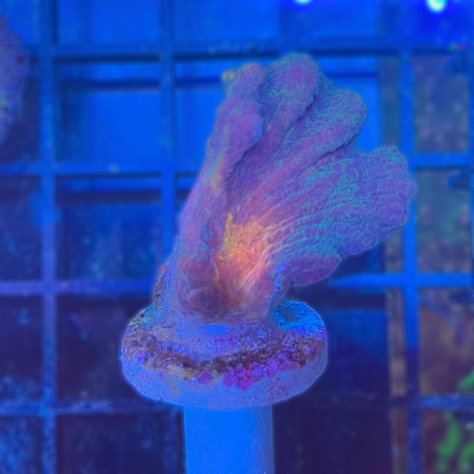 Pectinia Rainbow