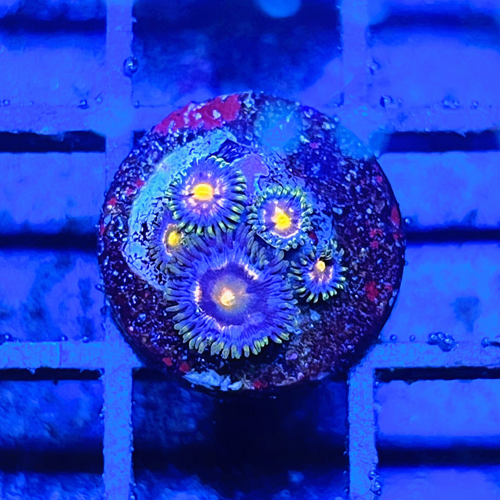 Dragon Fire Daisy Zoas