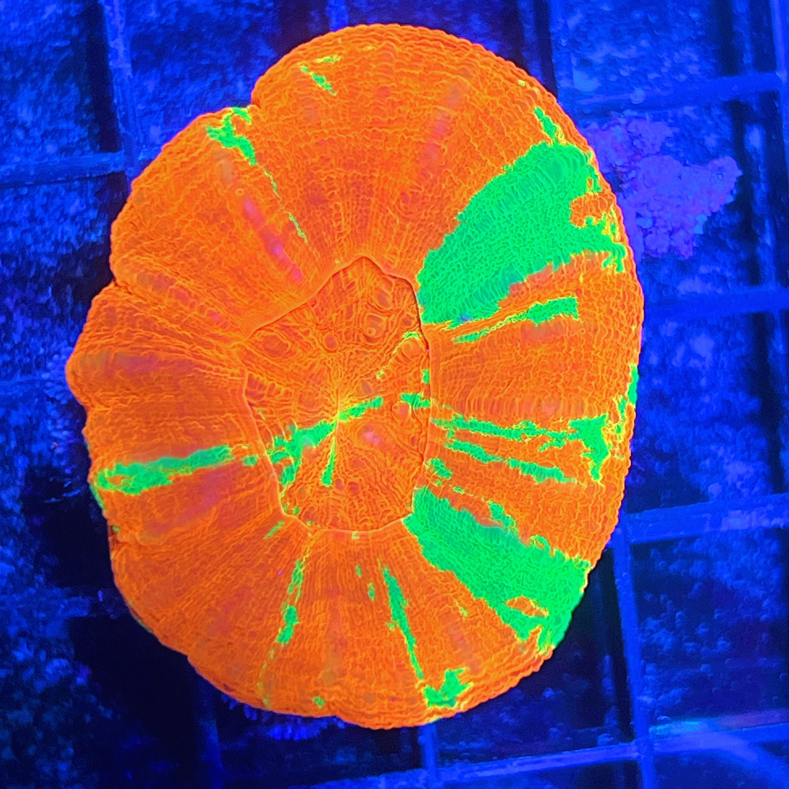 Scolymia