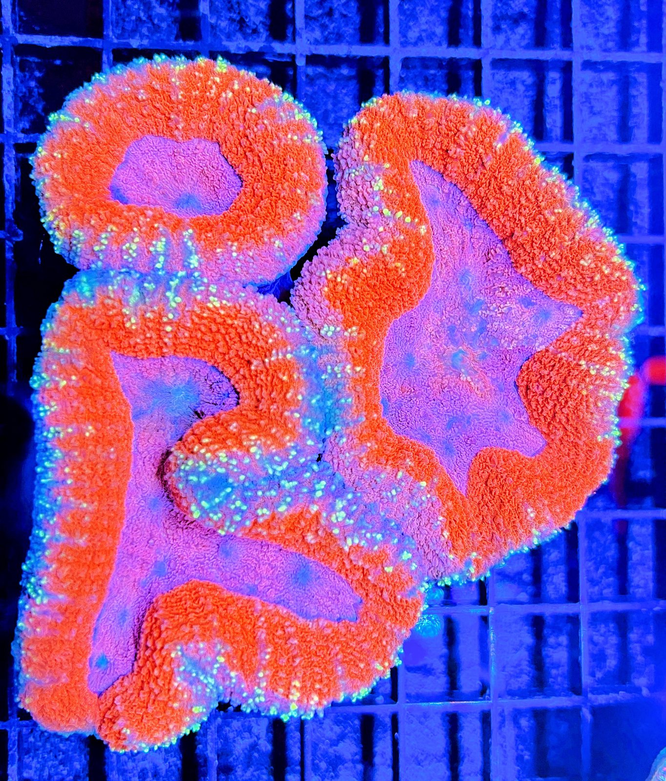 Lobophyllia