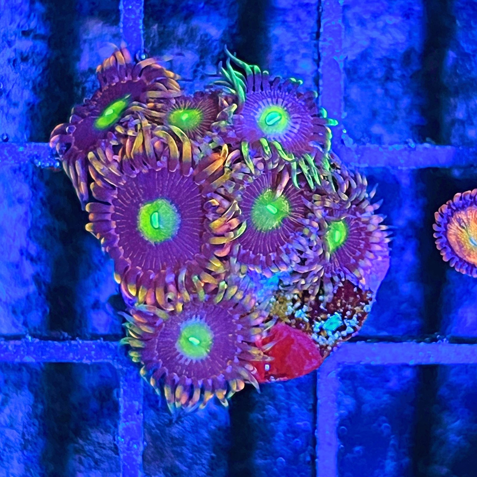 Bozo’s Birthday Zoas