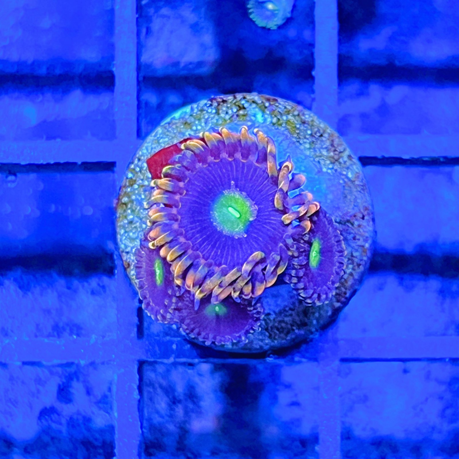 Bozo’s Birthday Zoas