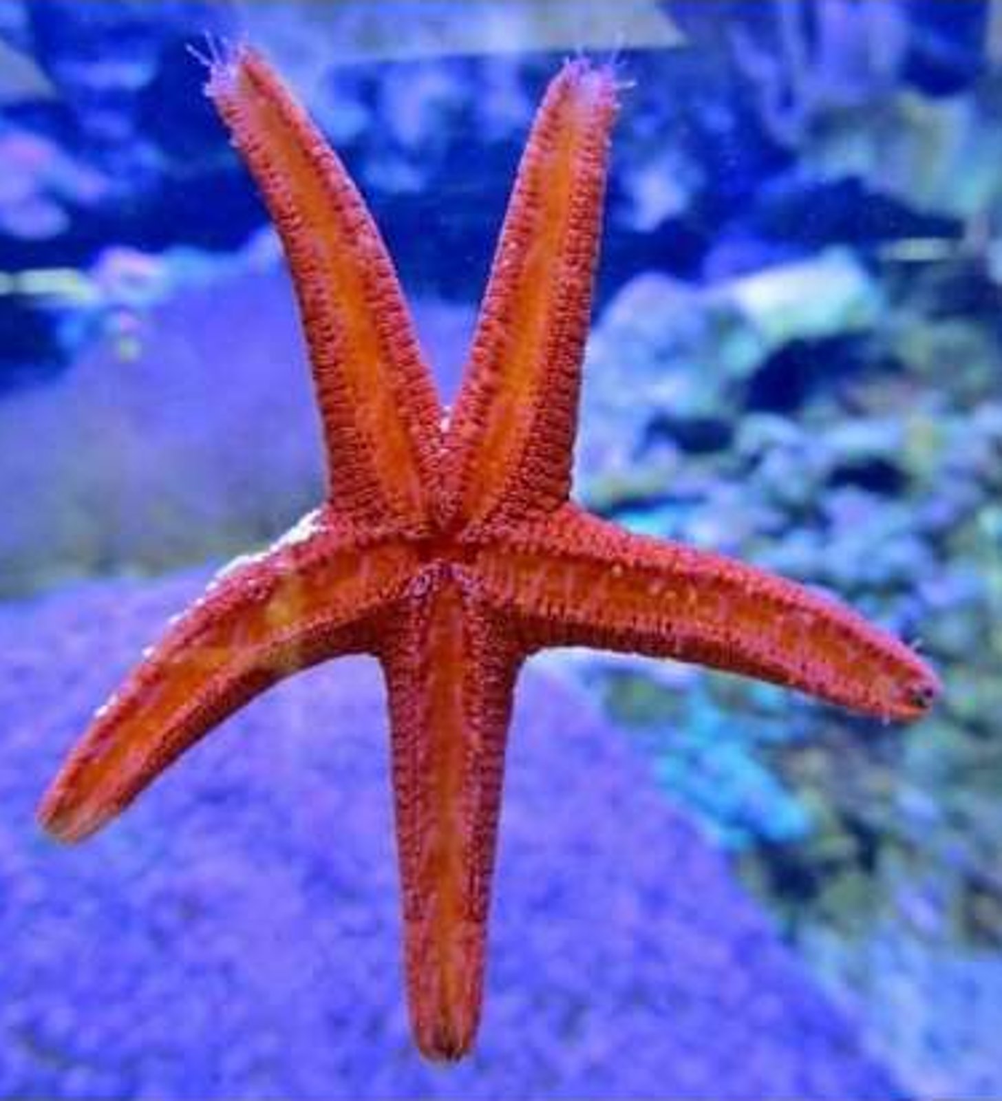 Orange Starfish