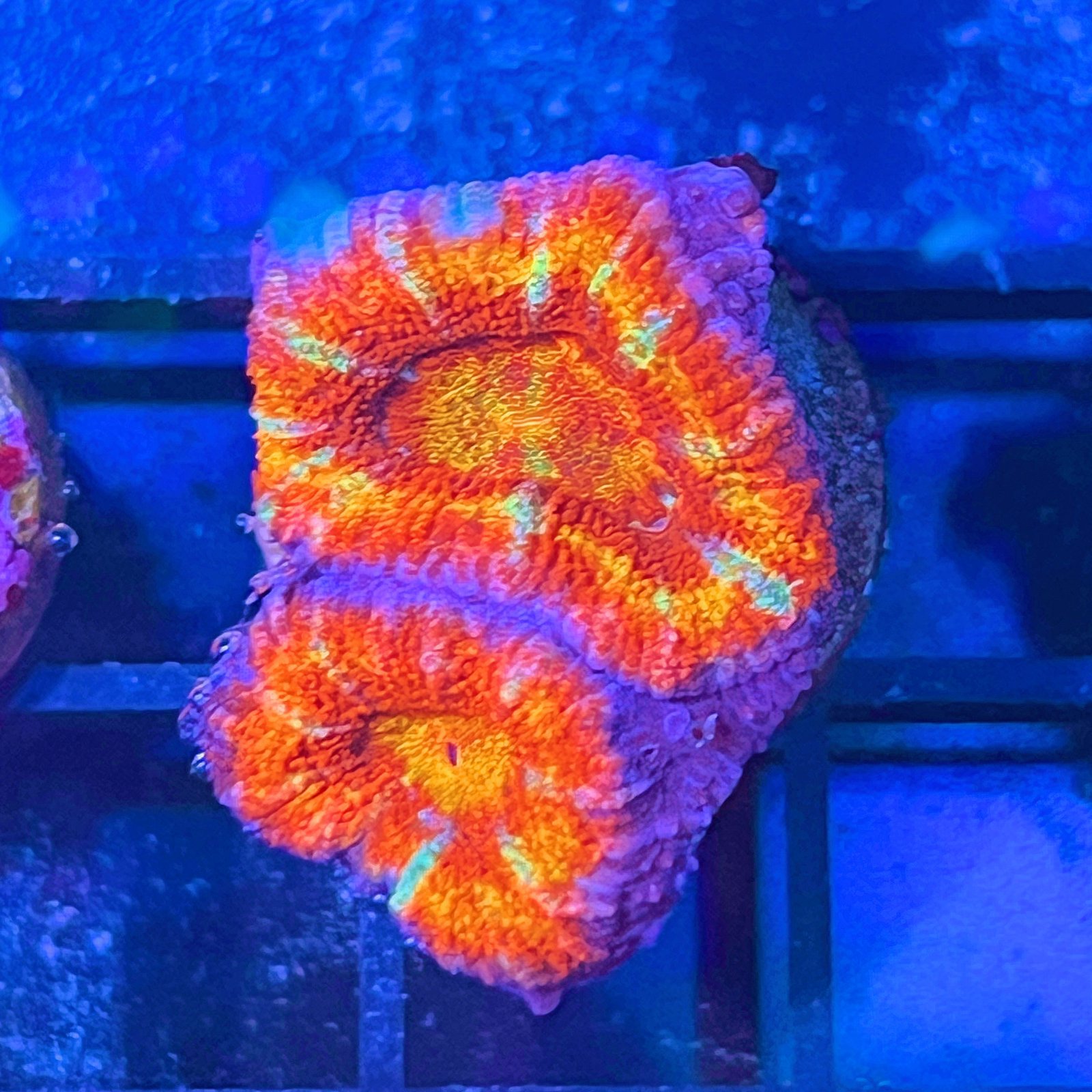 Acanthastrea Lordhowensis Rainbow