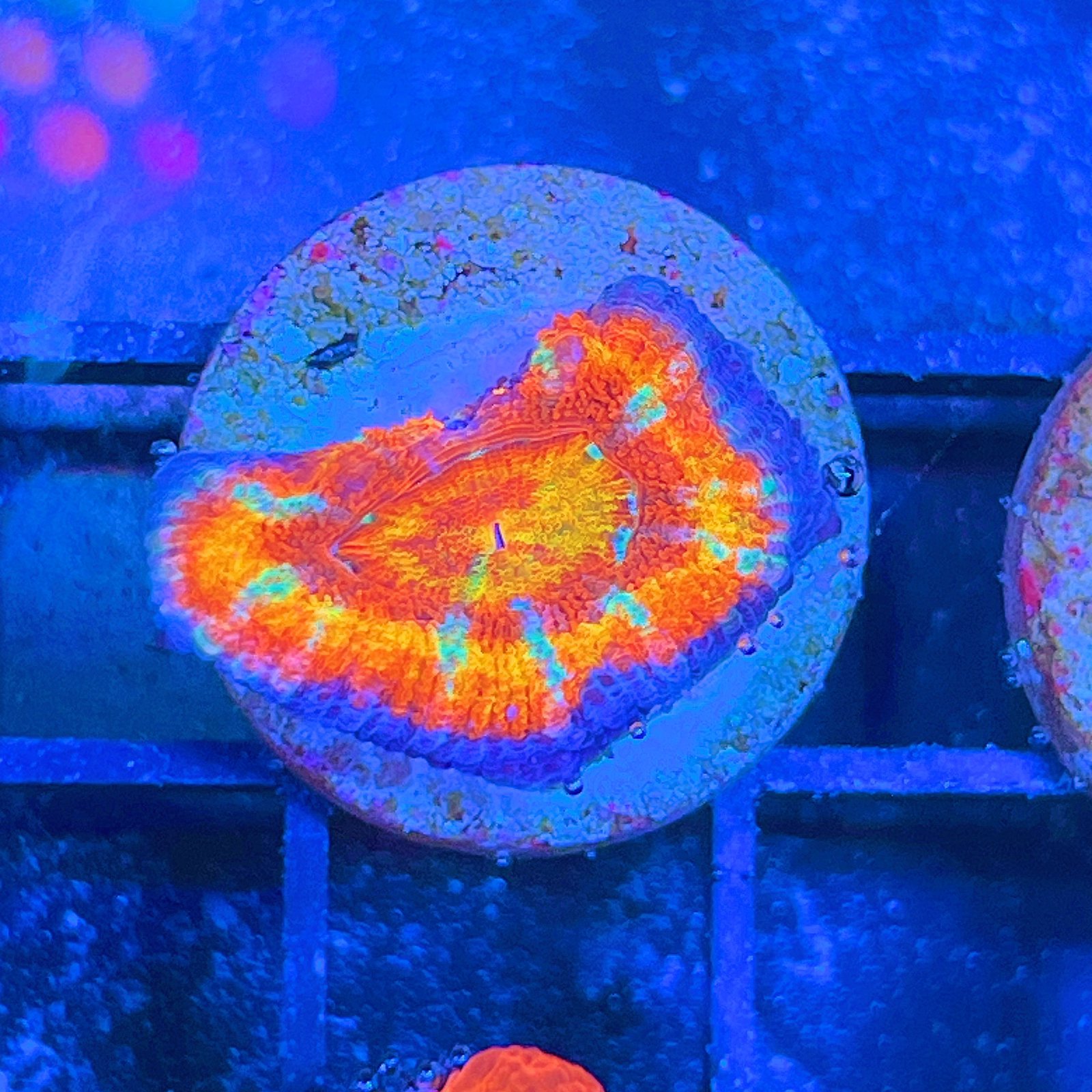 Acanthastrea Lordhowensis Rainbow