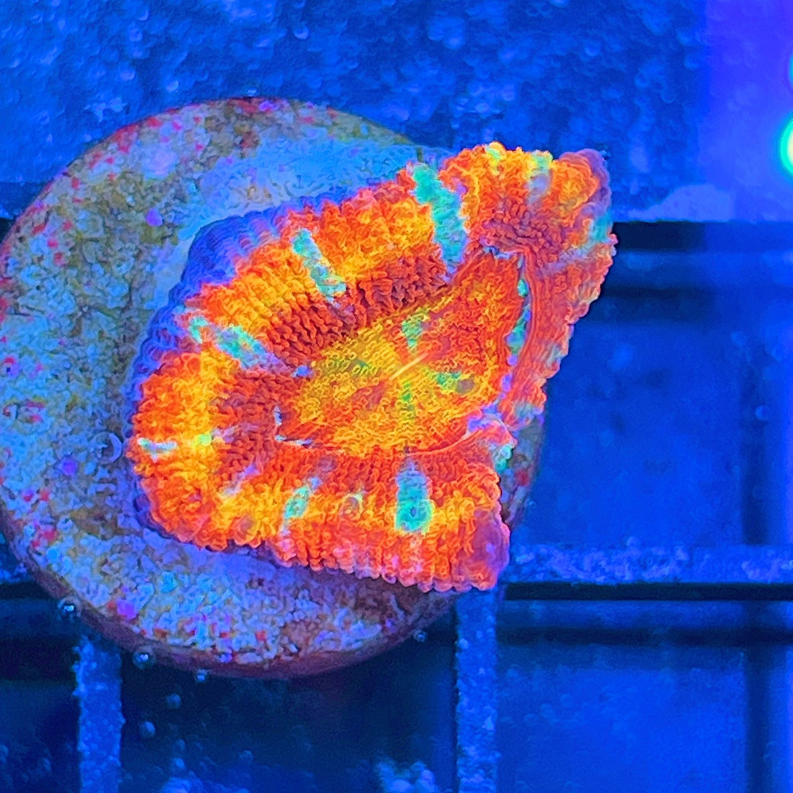 Acanthastrea Lordhowensis Rainbow