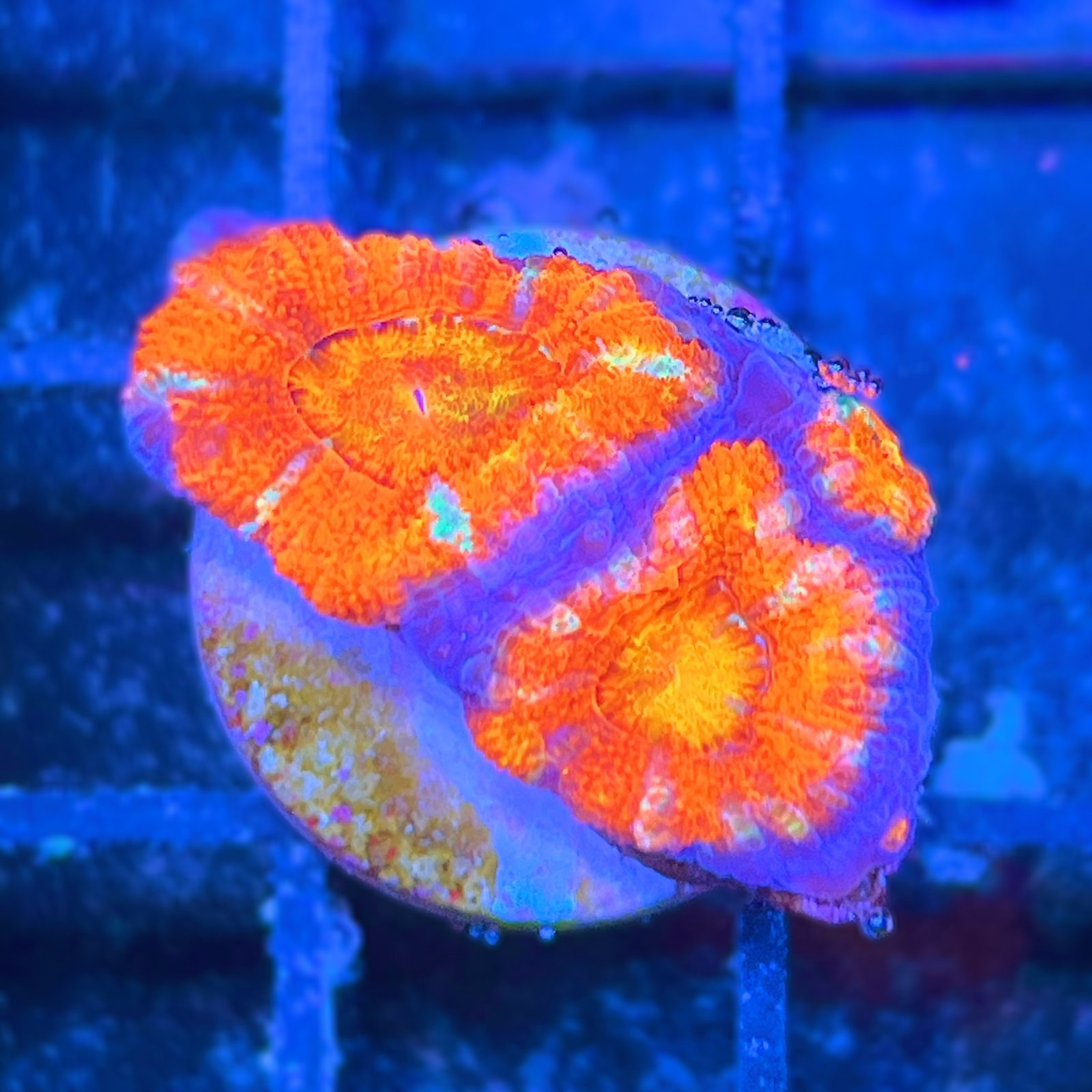 Acanthastrea Lordhowensis Rainbow