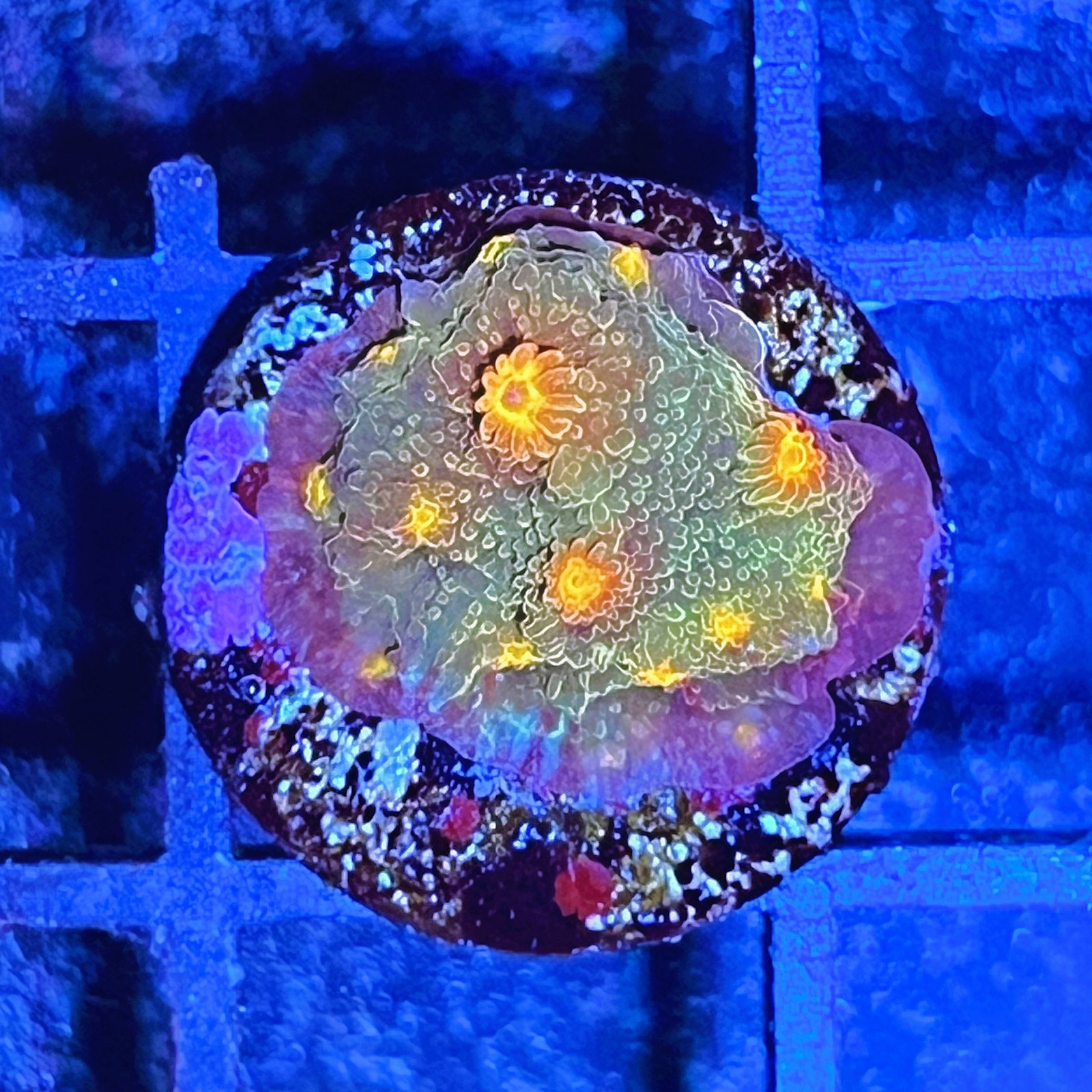 Tyree Red Brick Cyphastrea