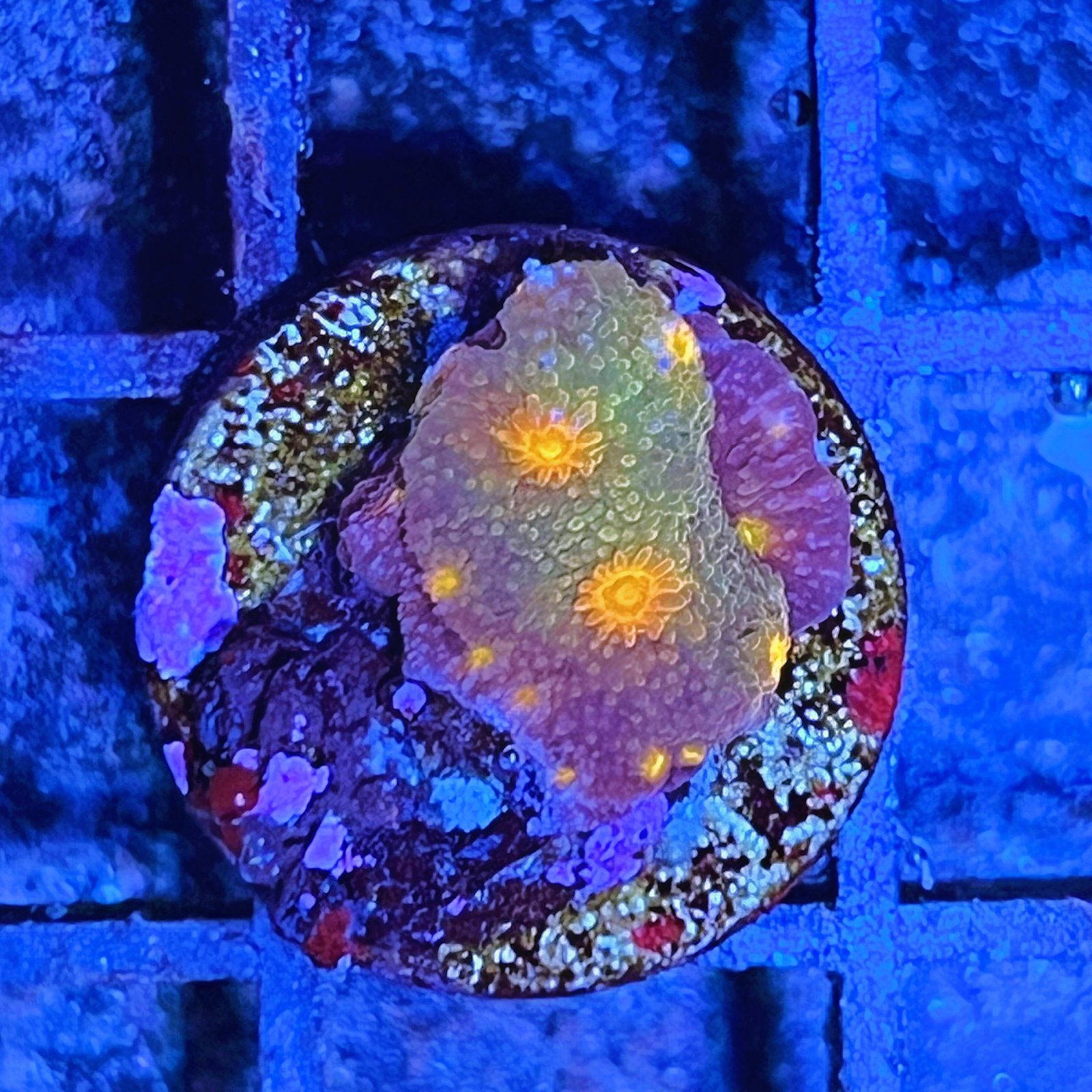 Tyree Red Brick Cyphastrea