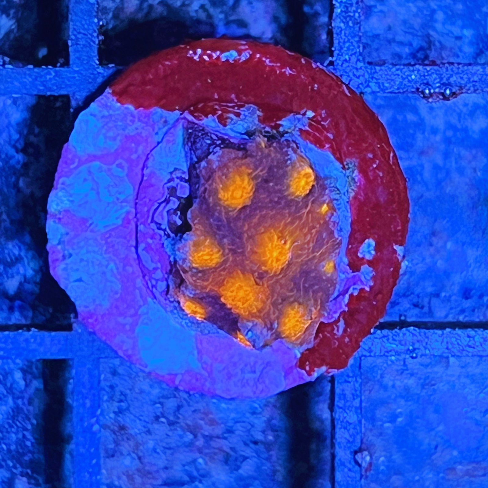 Tyree Red Brick Cyphastrea