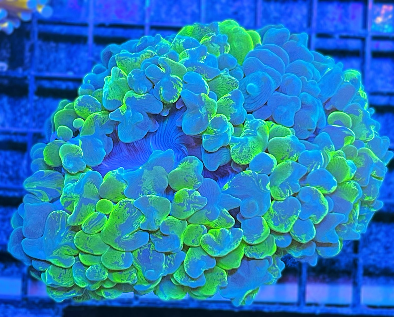 Marbled Bubble Coral