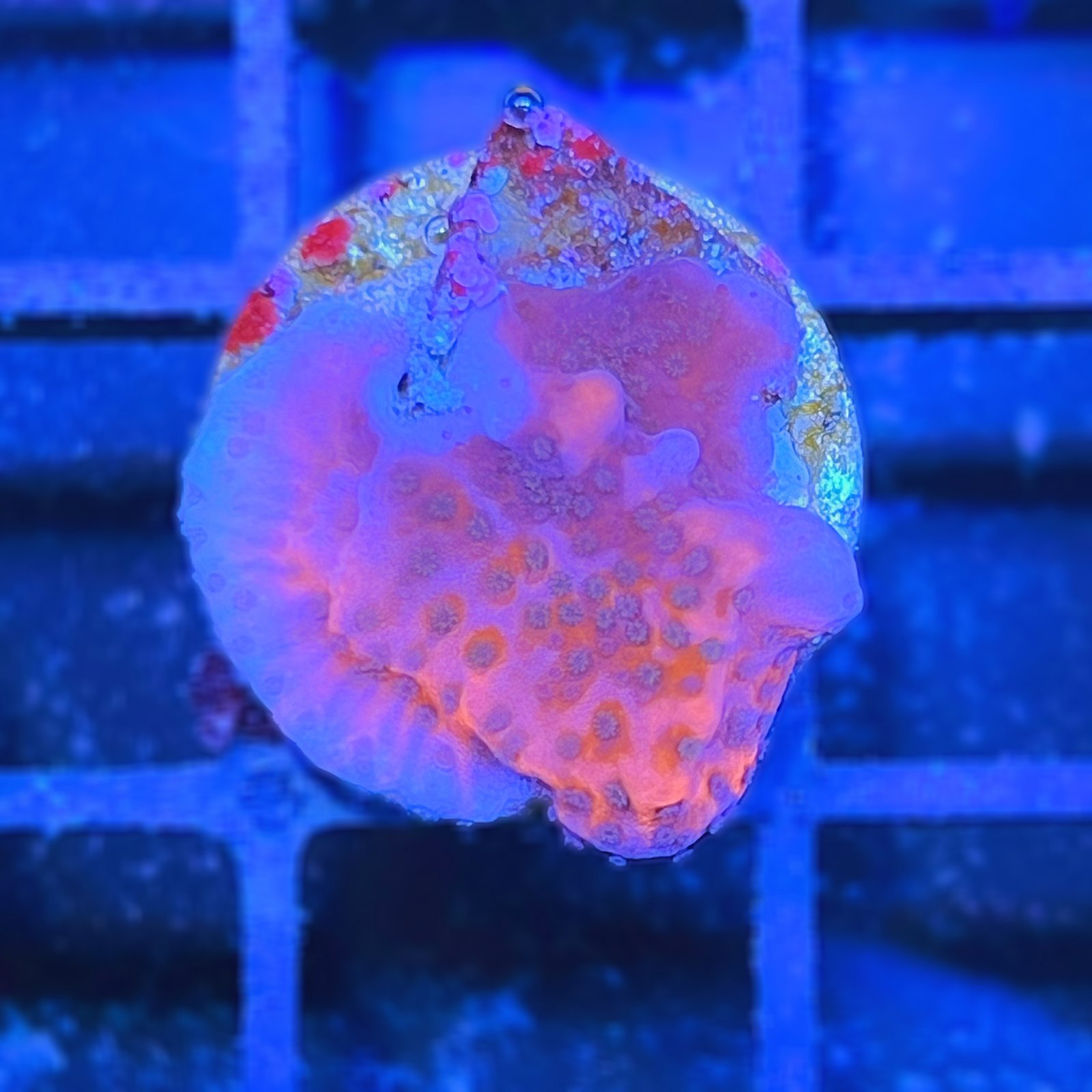 Tropic Thunder Montipora