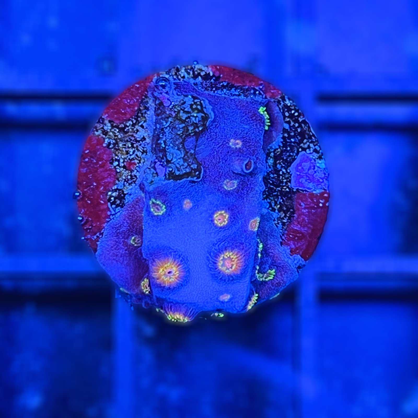 Cyphastrea Bizarro