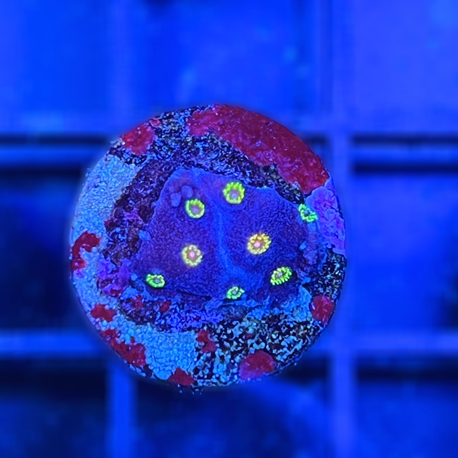 Cyphastrea Bizarro