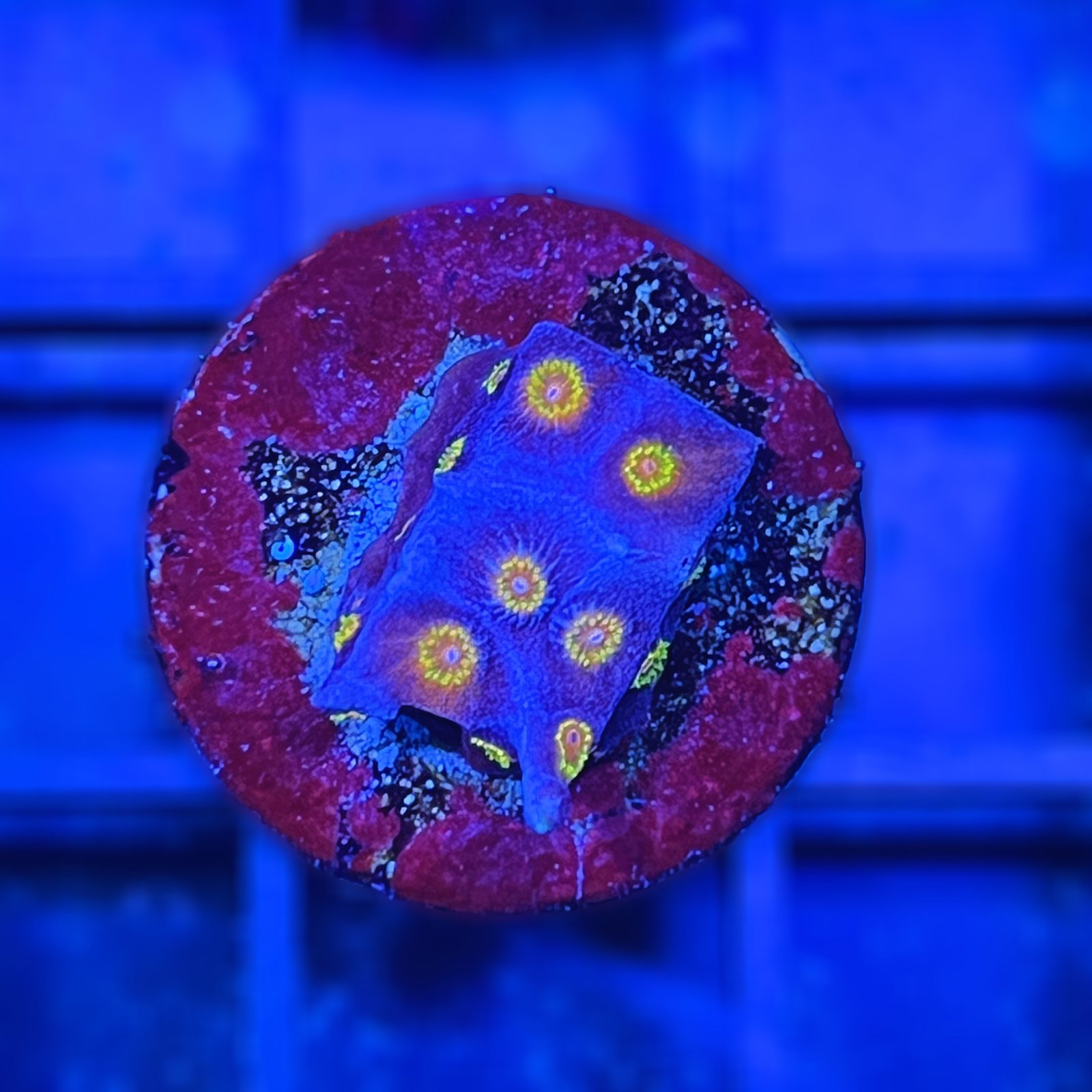 Cyphastrea Bizarro