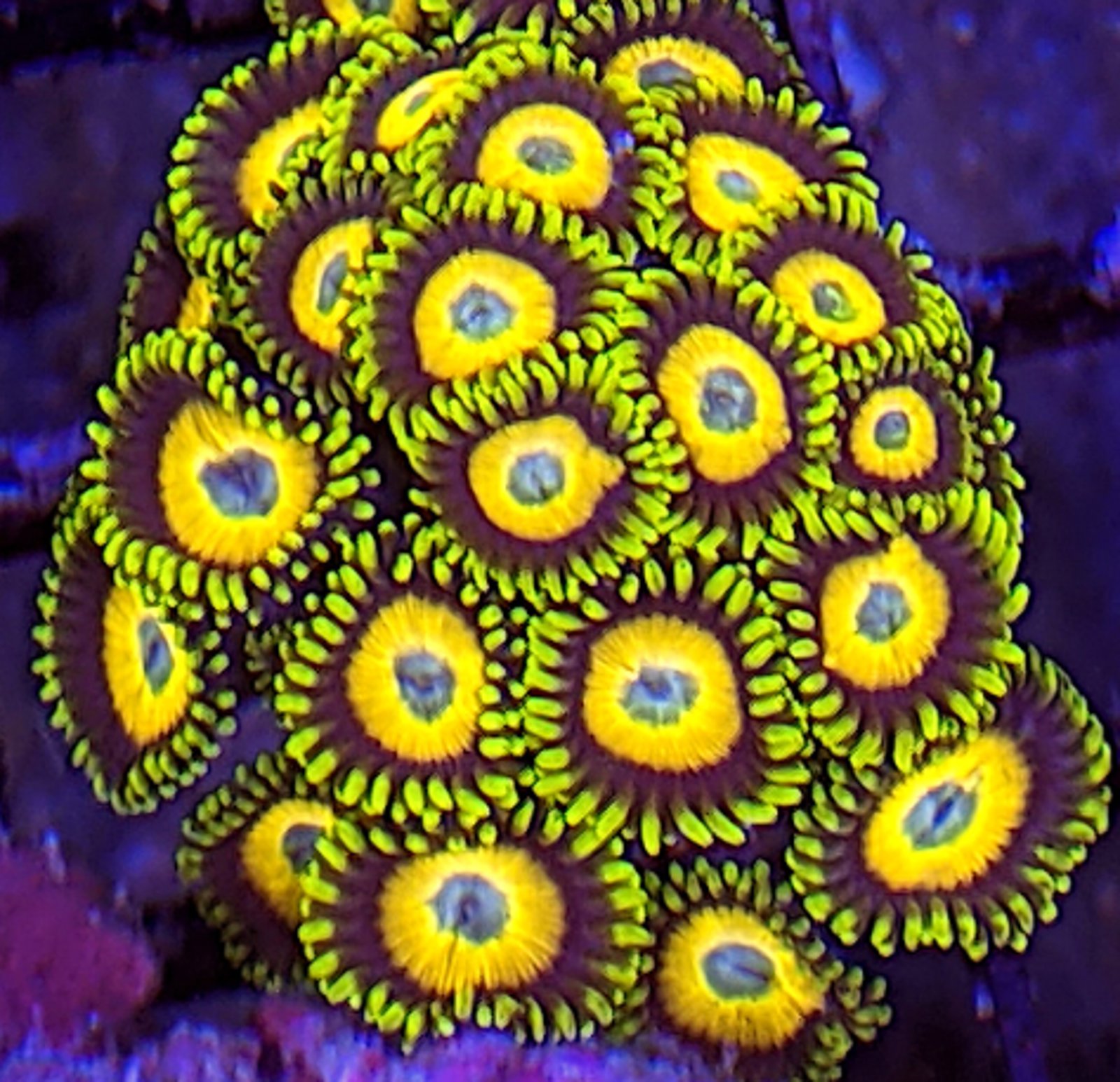 Scrambled Eggs Zoas