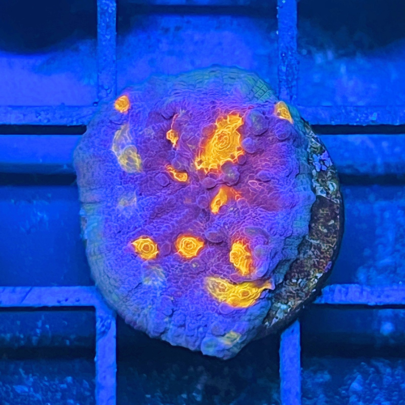 ORA Easter Egg Chalice