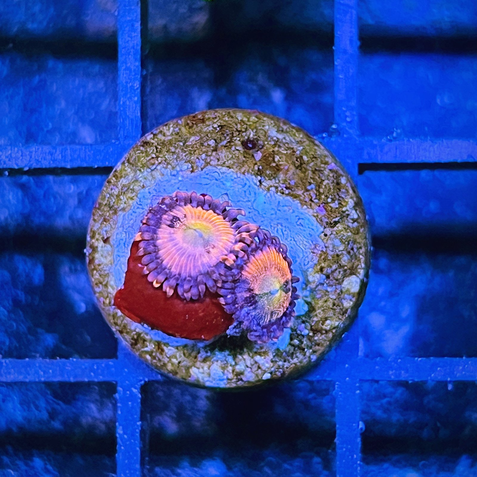 Cry Babies Zoas
