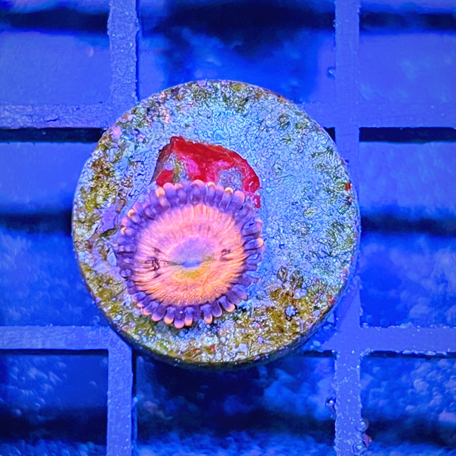 Cry Babies Zoas