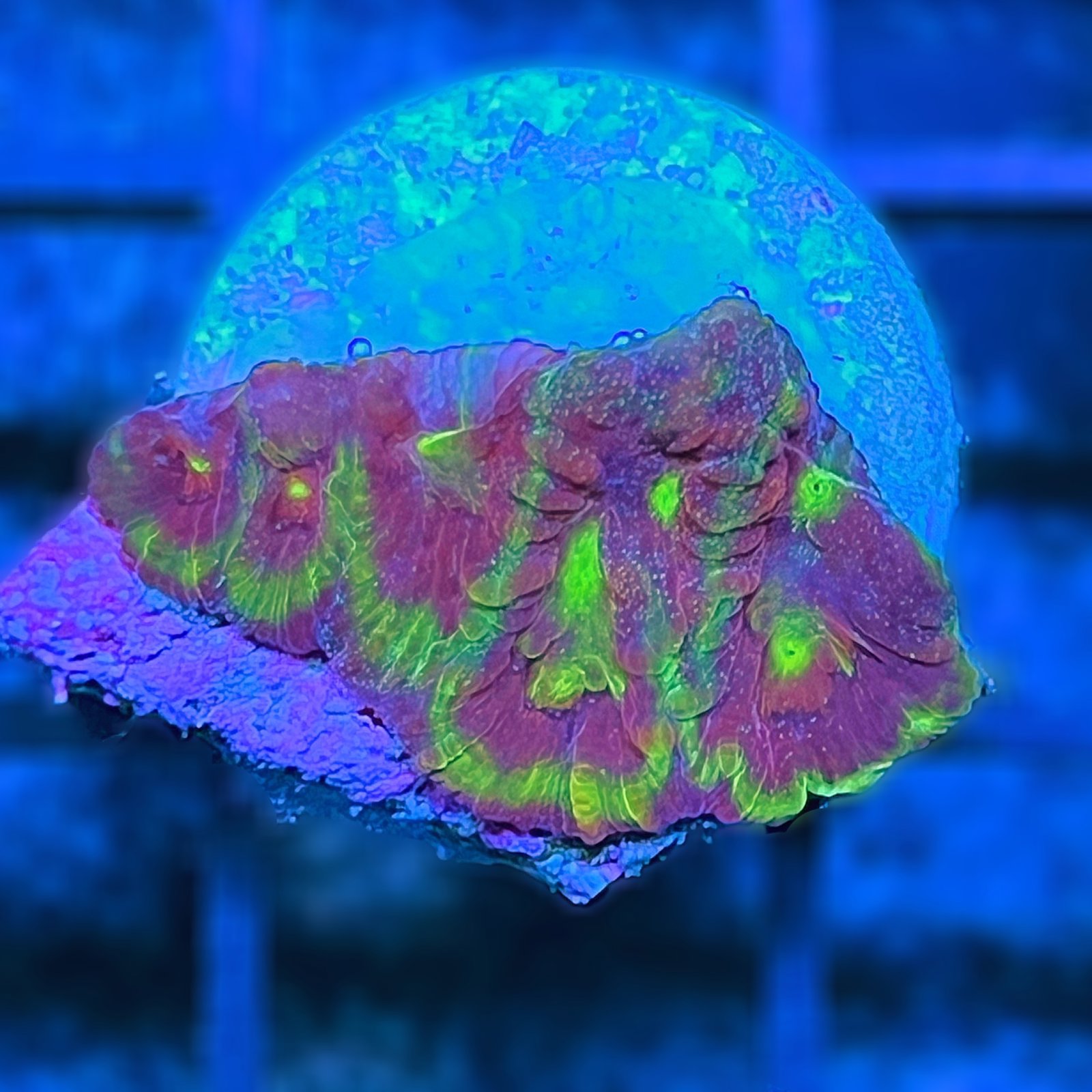 Emily's Sherbert Favia