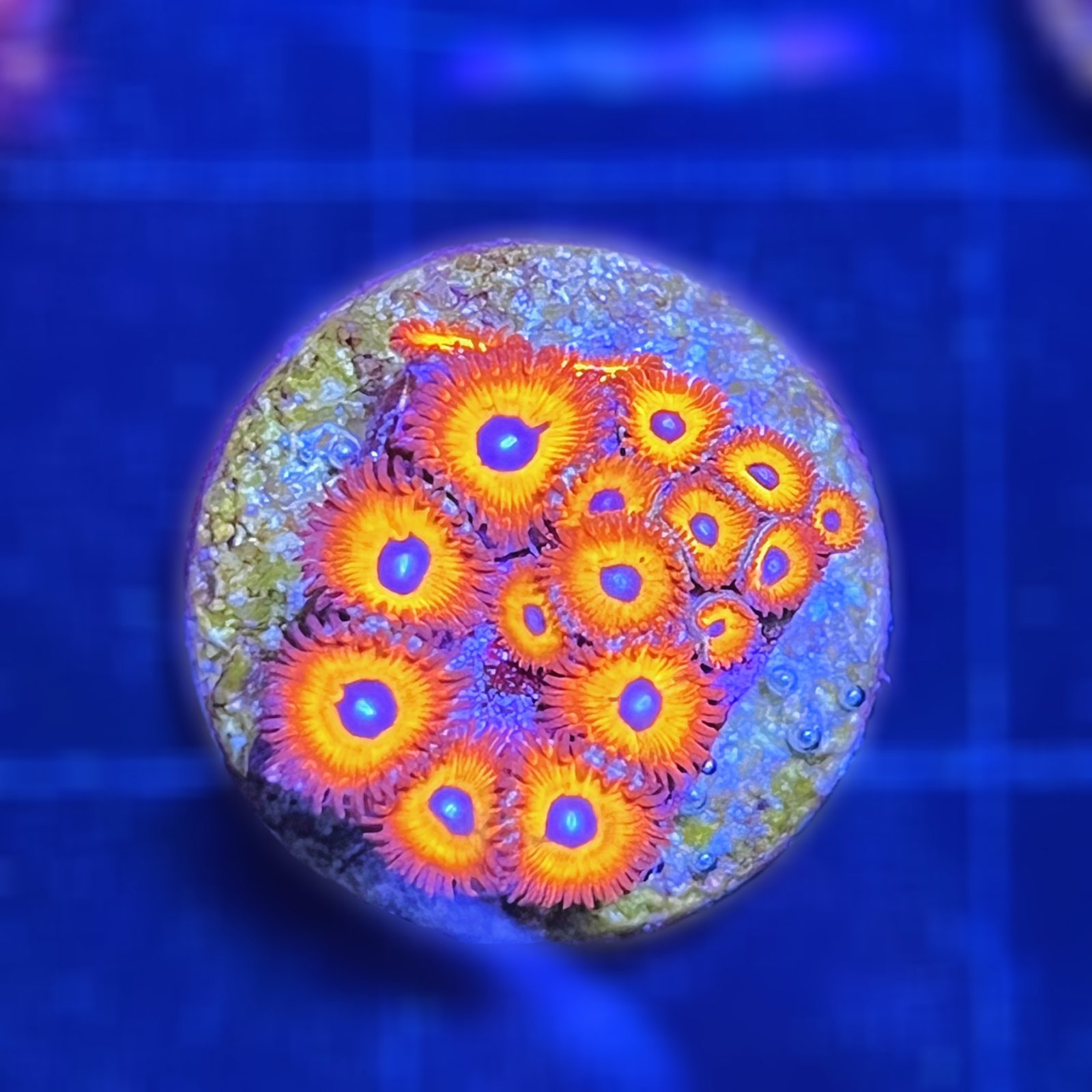 Charmander Zoas
