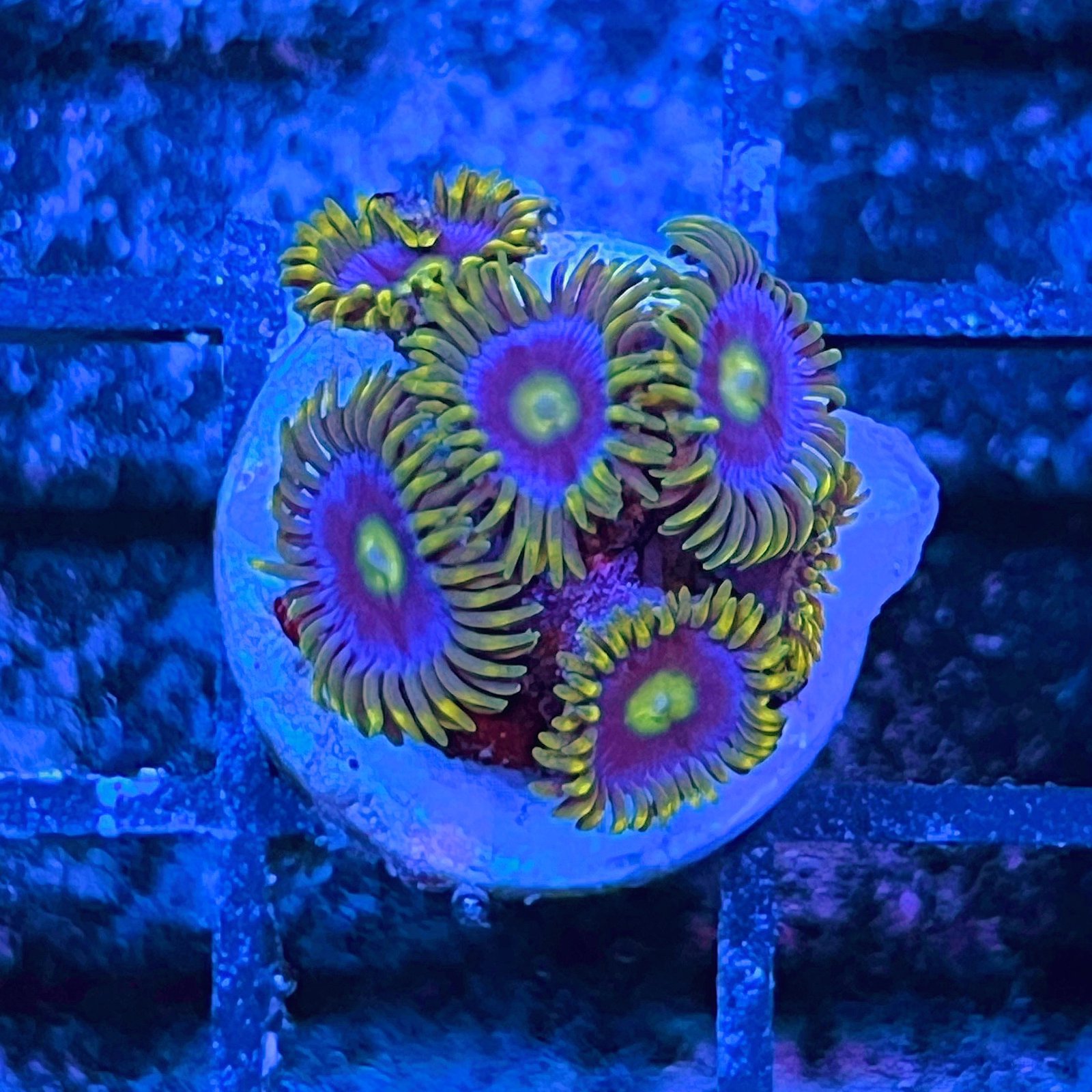 Blue Berry Pie Zoas