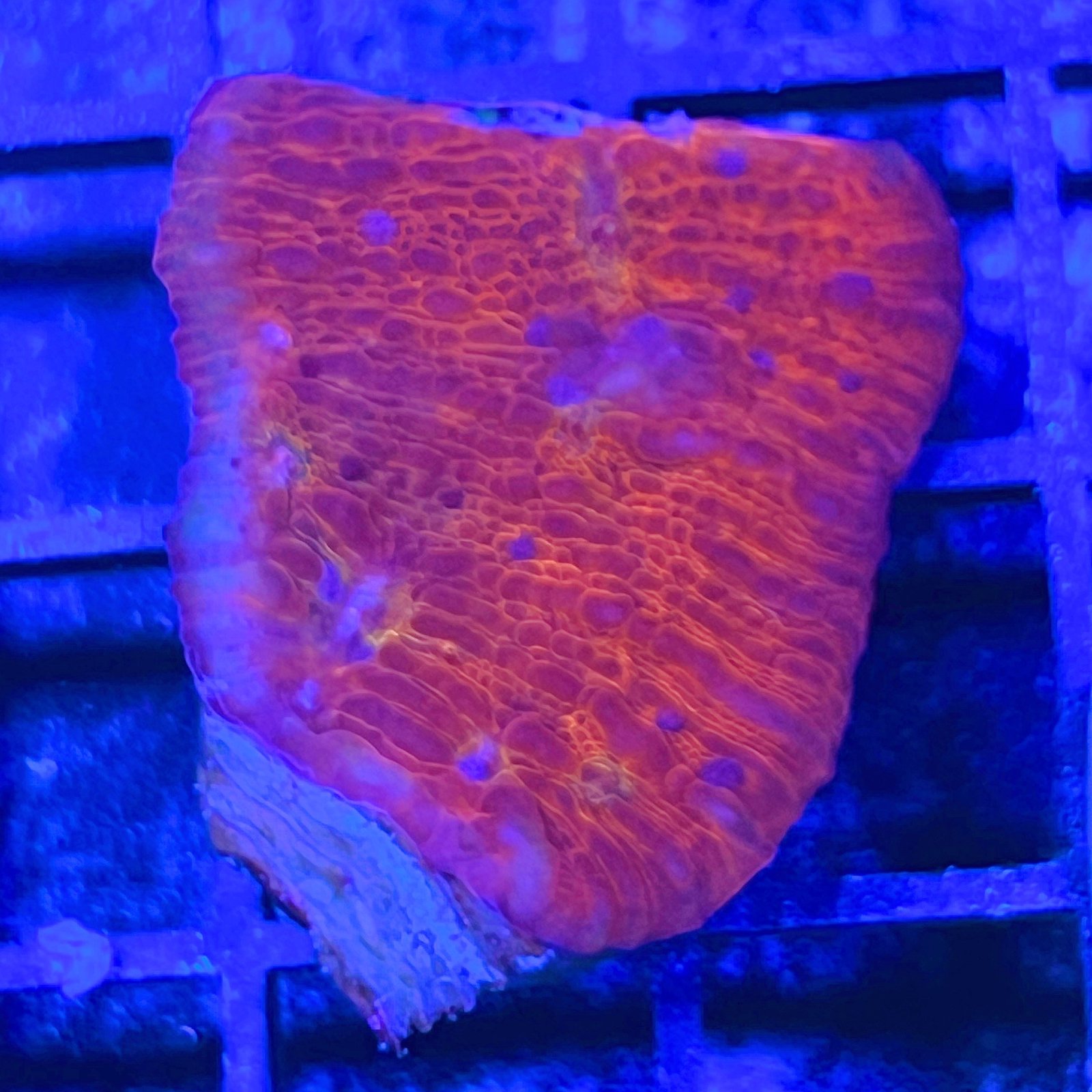 Orange Inferno Chalice