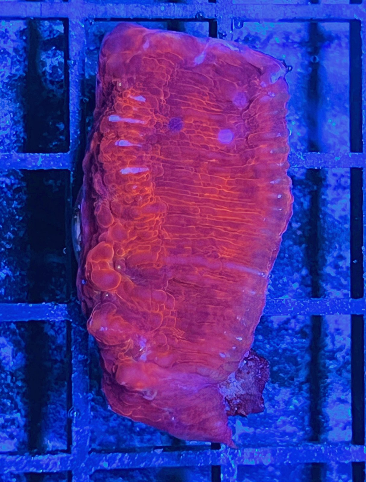 Orange Inferno Chalice
