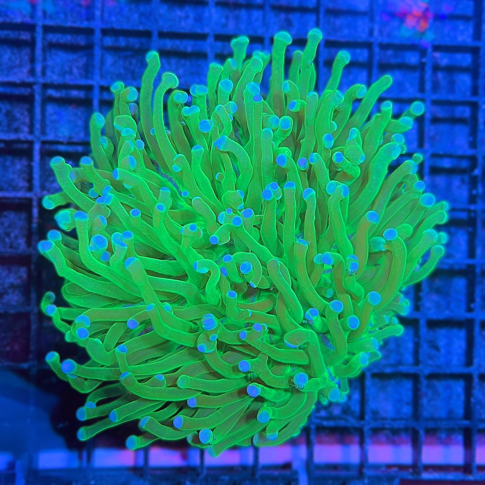 Heliofungia Toxic Green - XL
