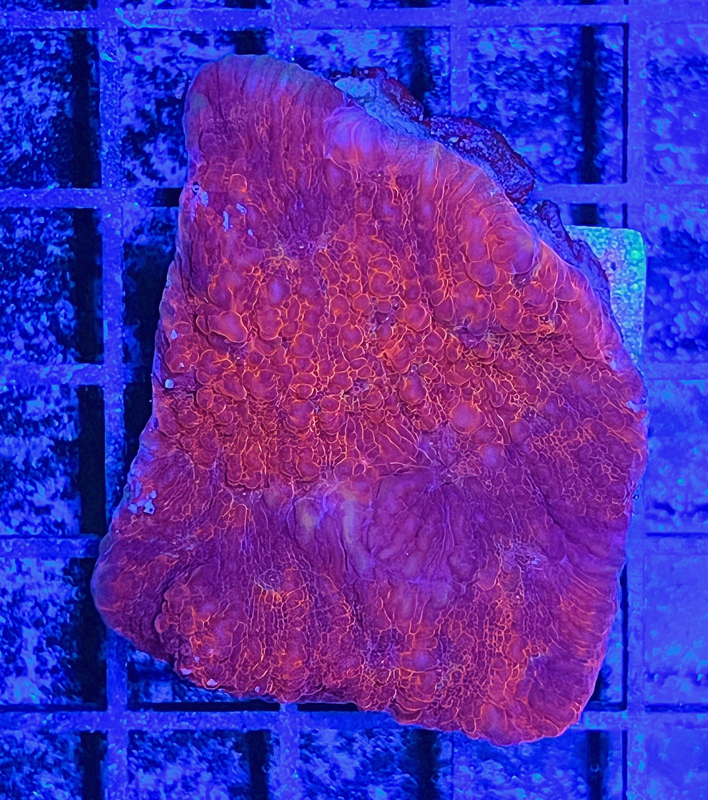 Orange Inferno Chalice