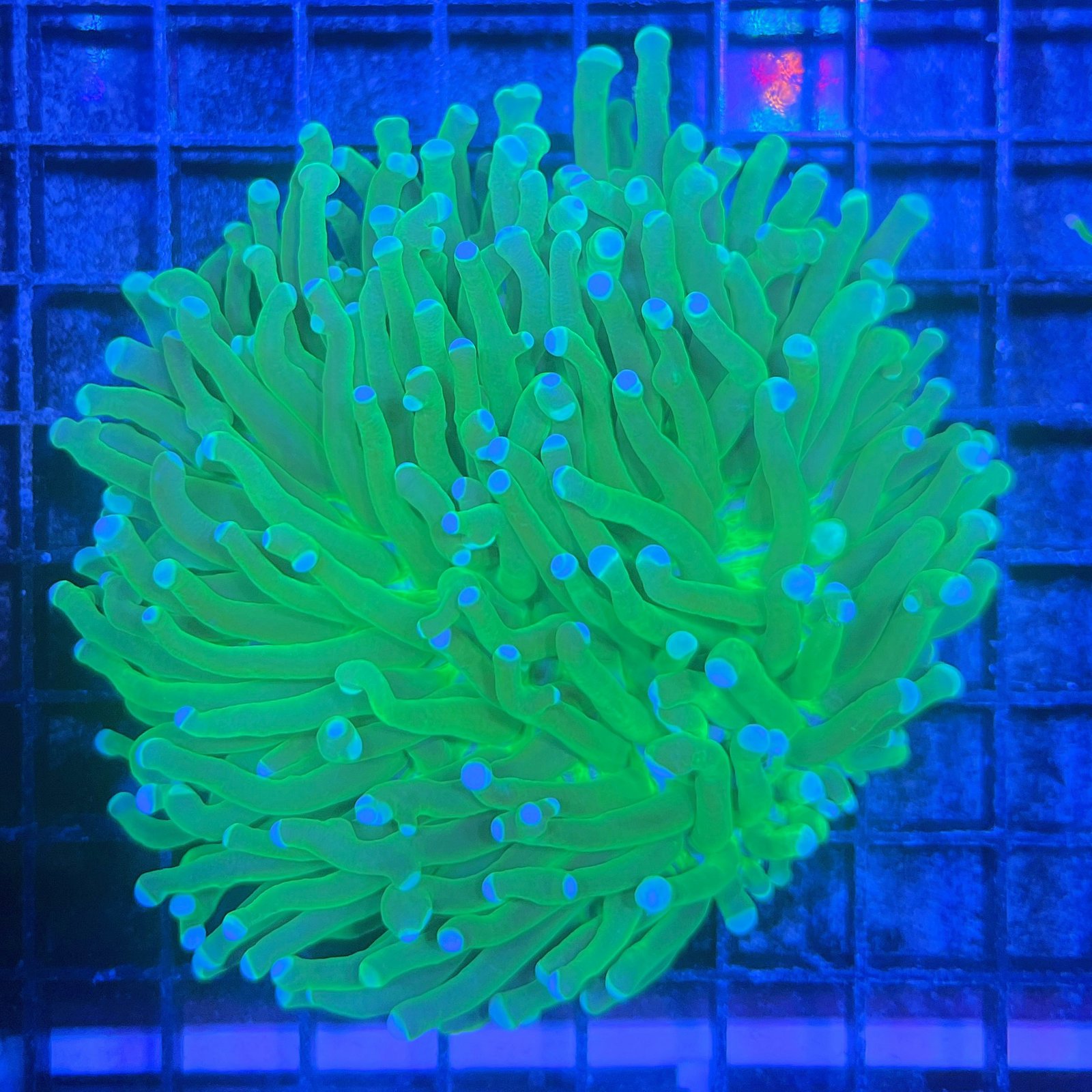 Heliofungia Toxic Green