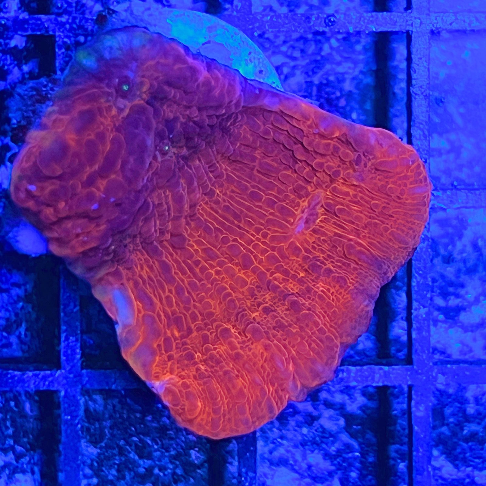 Orange Inferno Chalice