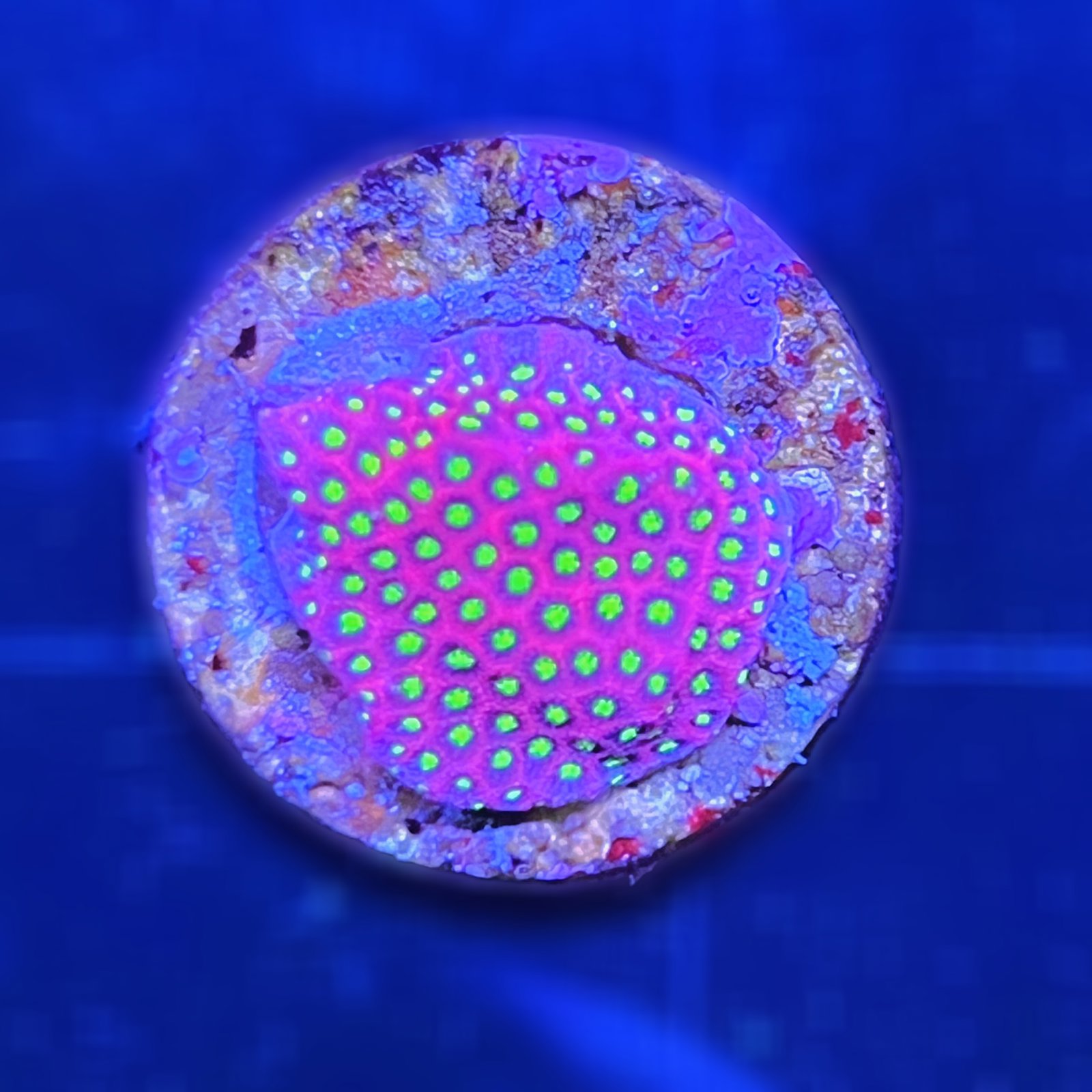 Electric Daisy Stylocoeniella