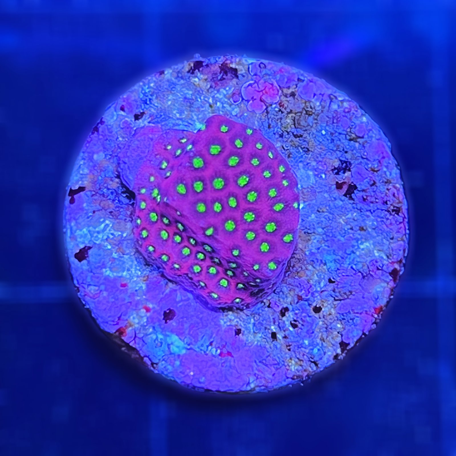 Electric Daisy Stylocoeniella
