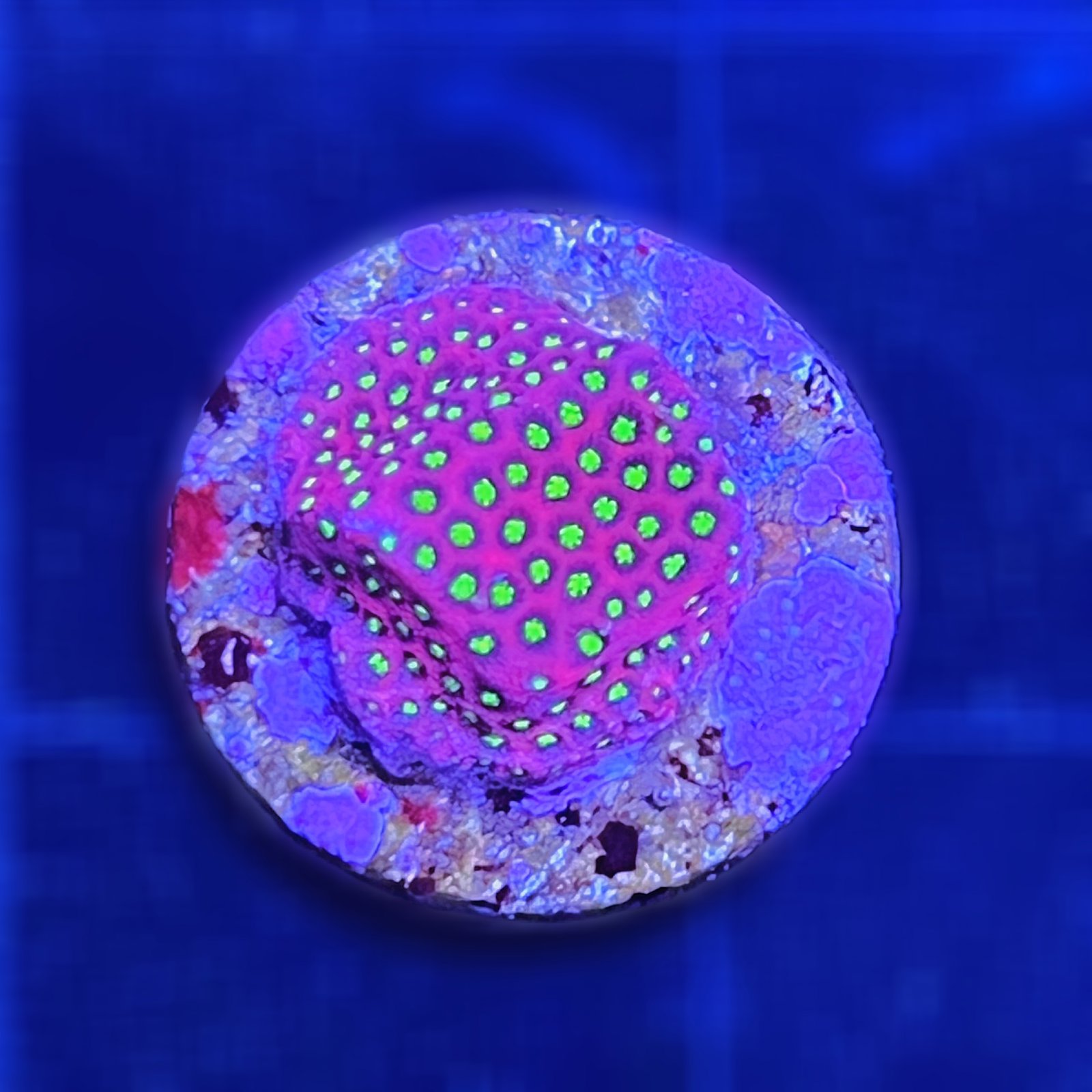 Electric Daisy Stylocoeniella