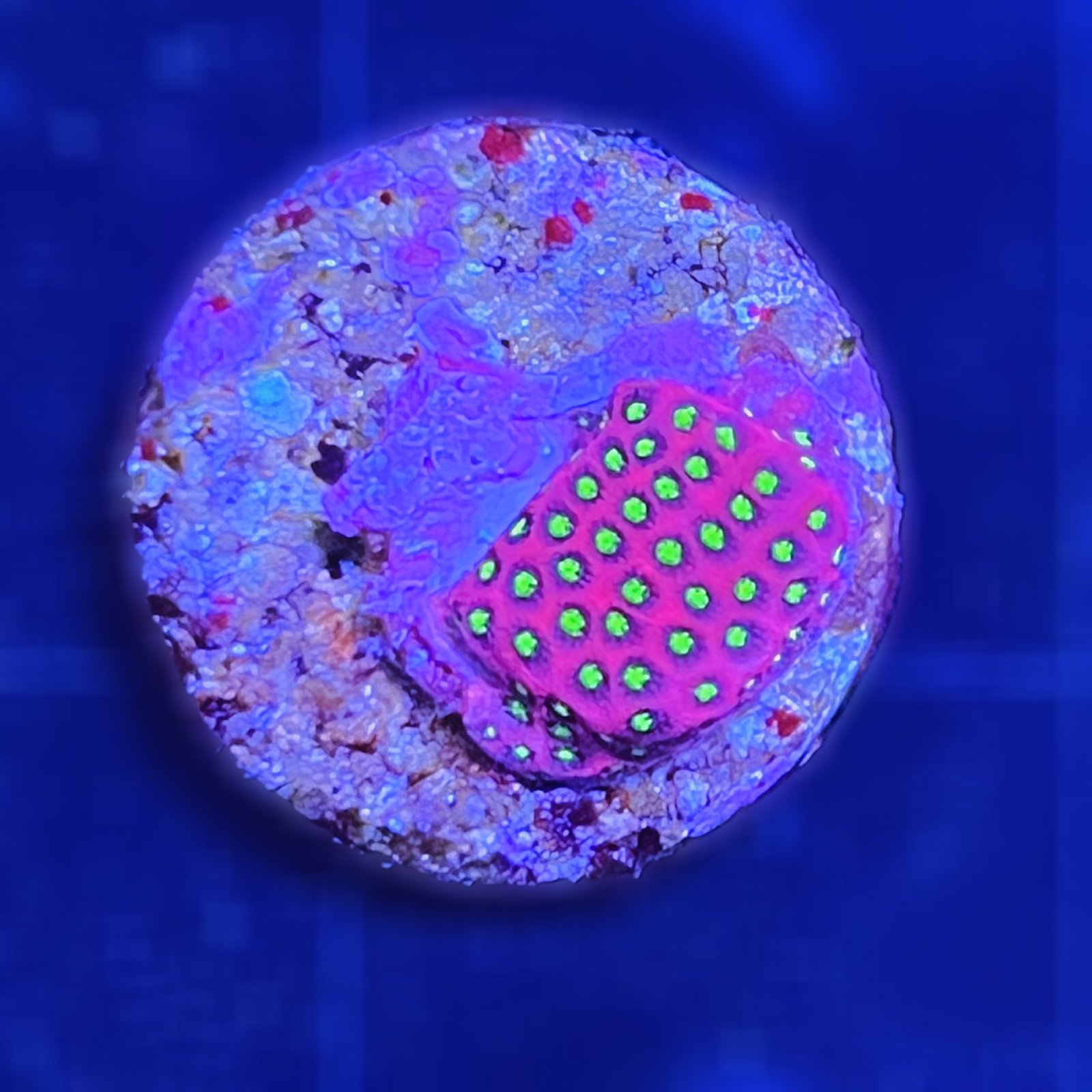 Electric Daisy Stylocoeniella